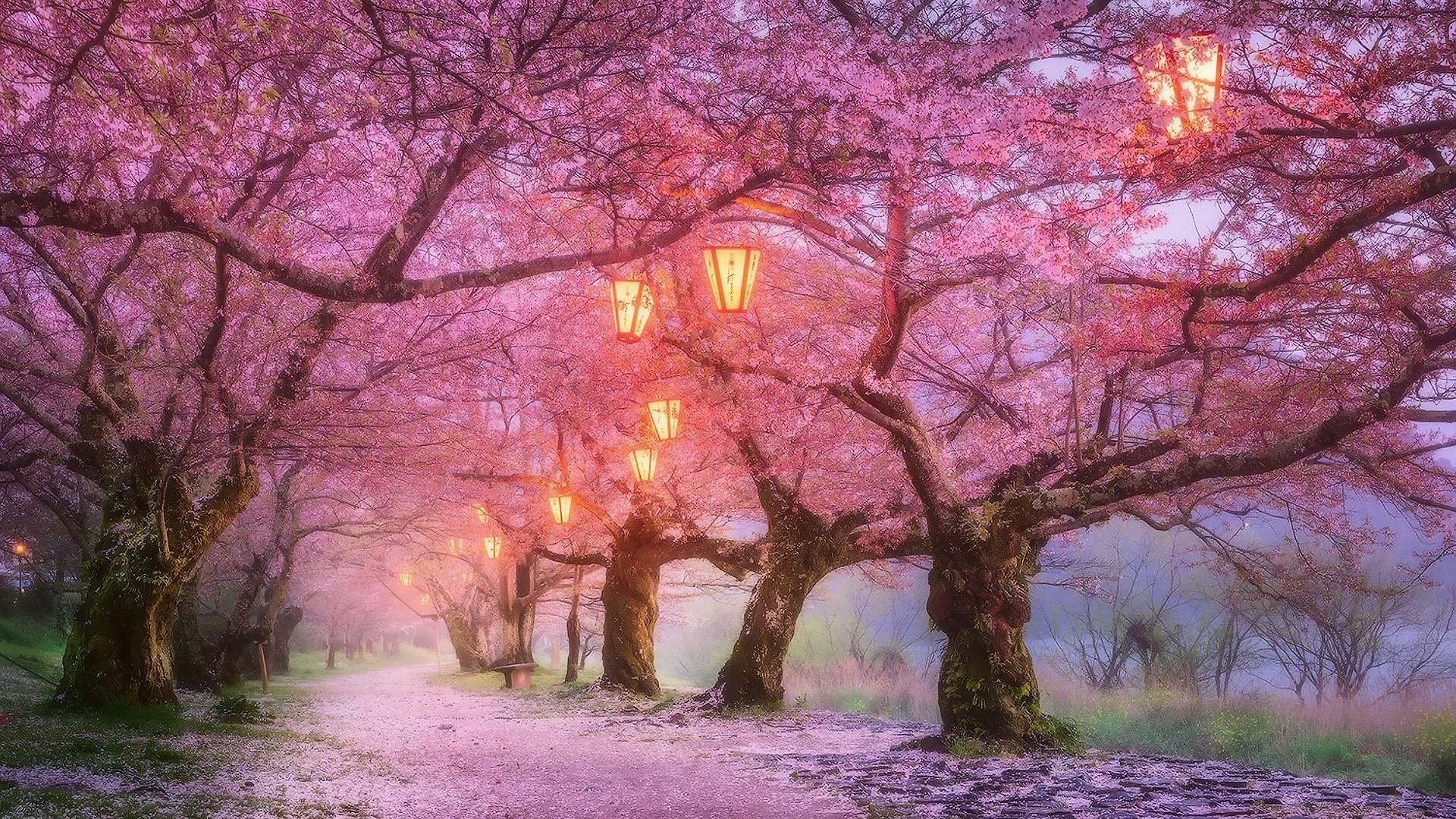 Hình nền 1920x1080 Iwakuni Cherry Blossom, Japan.  Wallpaper Studio 10. Hàng chục
