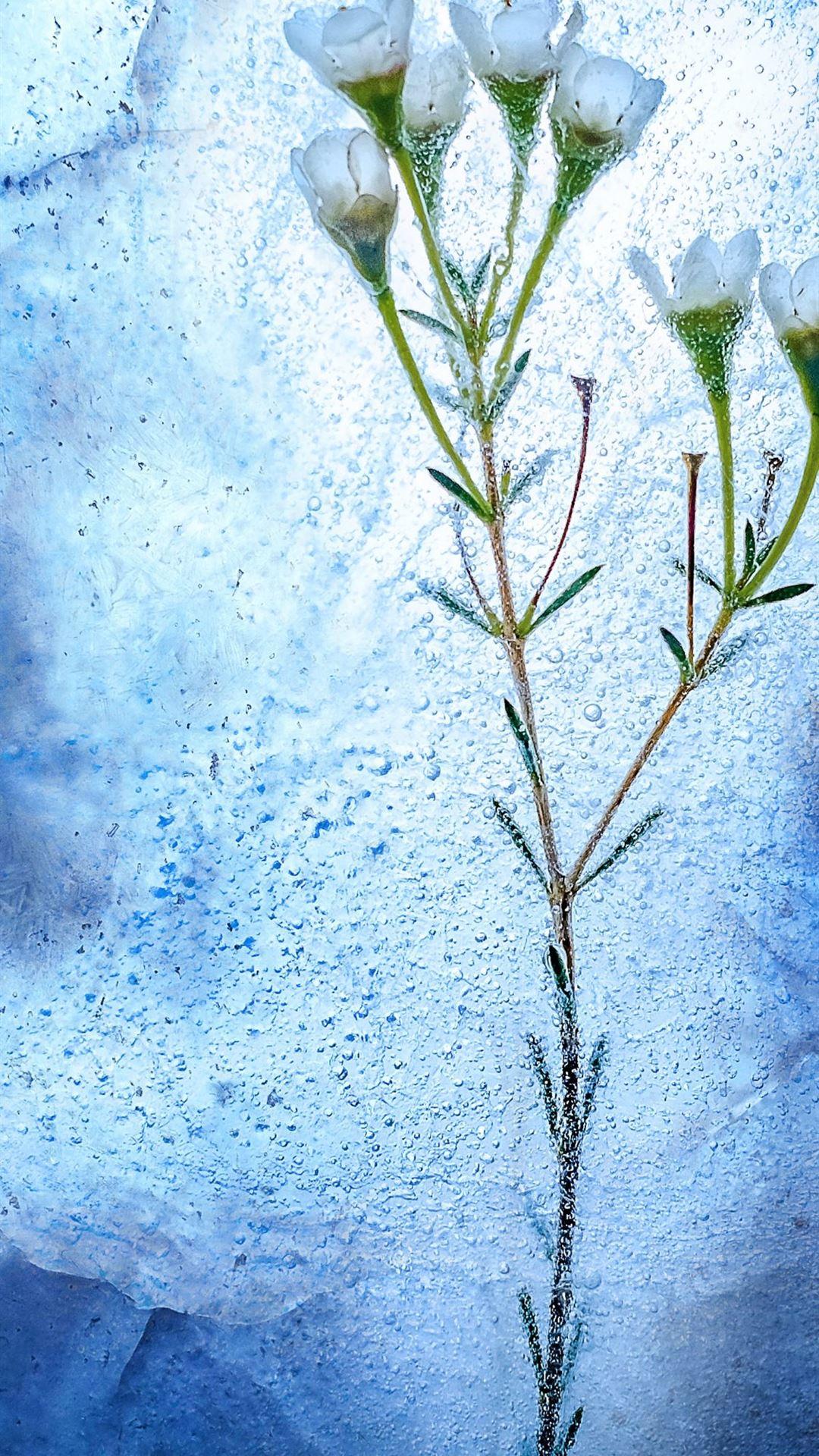 Winter Flower iPhone Wallpapers Top Free Winter Flower iPhone Backgrounds WallpaperAccess