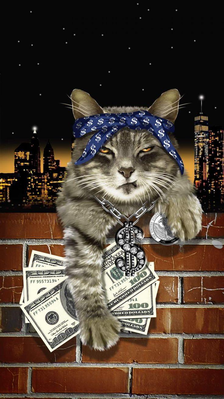 Gangster Cat Wallpapers Top Free Gangster Cat Backgrounds