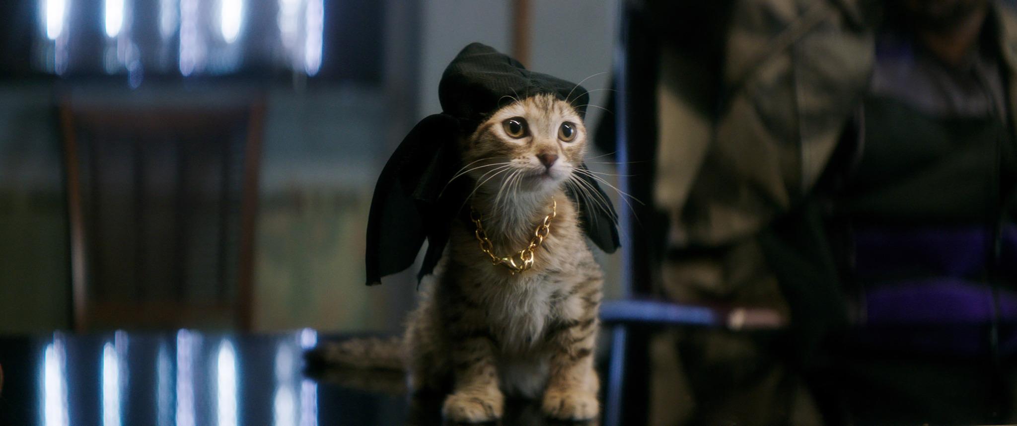 2048x858 Your Favorite Feline