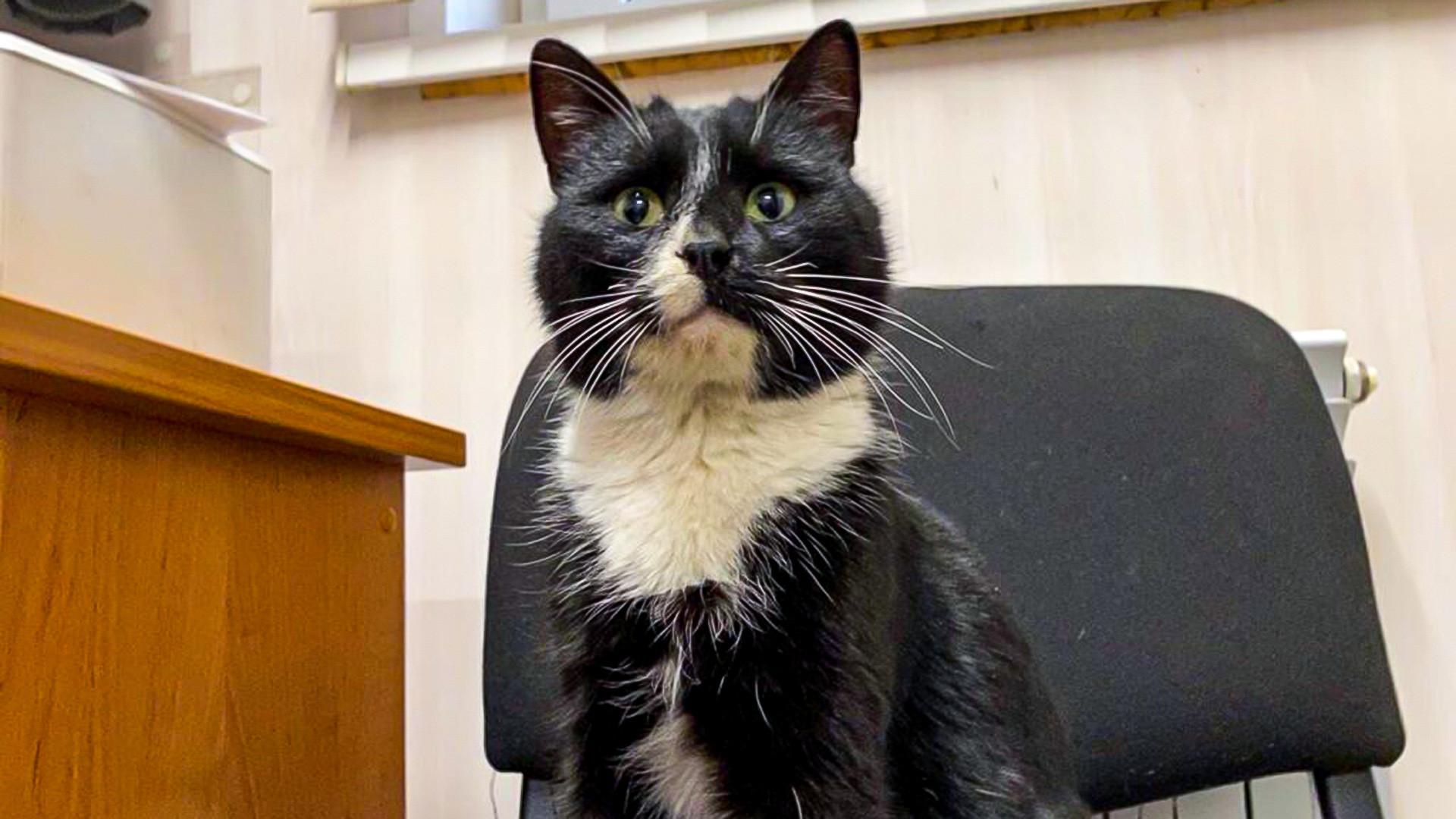 1920x1080 A cat was thrown in the trash. but became a deputy minister! (PHOTOS VIDEO)