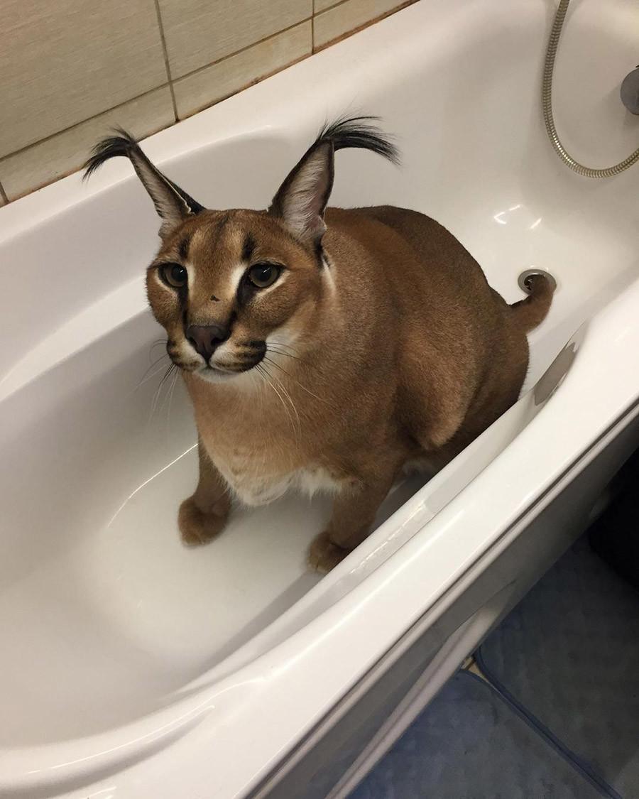 900x1125 Meet 'Big Floppa' hero of the most popular cat meme of 2020 (PHOTOS)