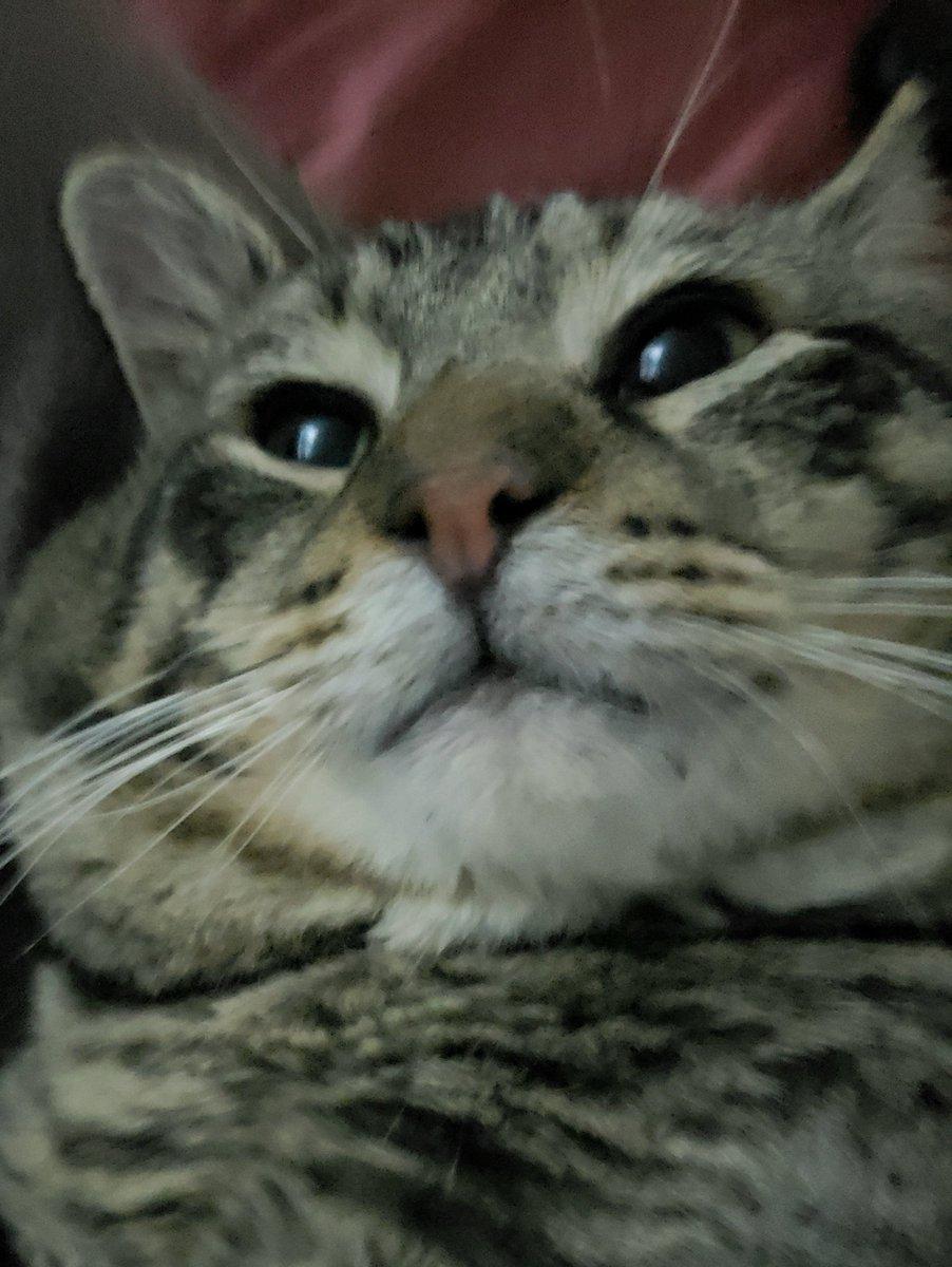 902x1200 Uncle Dave the cat says Punxsutawney Phil is a gosh darn liar and a sinner. Furthermore, he says Phil couldn't prognosticate his way out of a duffle bag let
