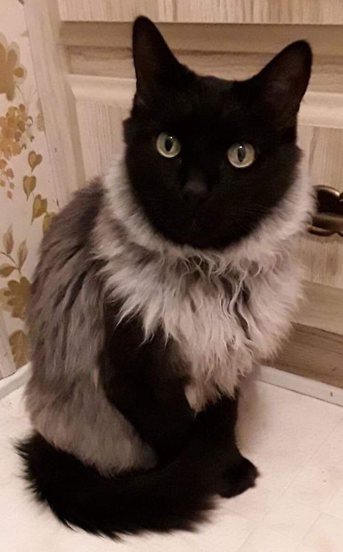 700x1126 Times Cats Cracked Us Up