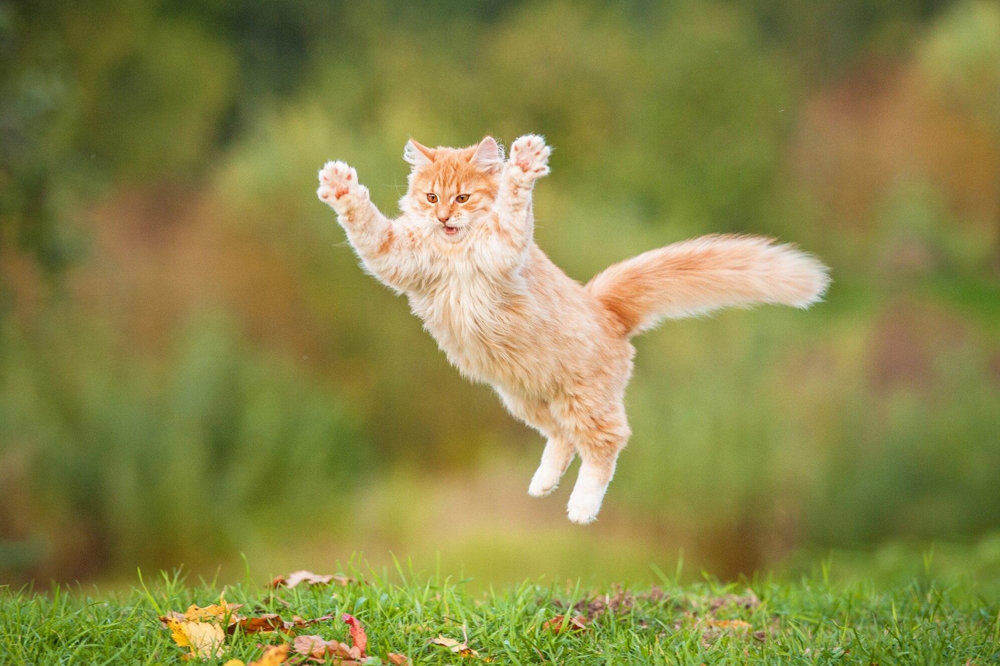 1995x1330 Badass Cat Names for Your Ferocious Feline