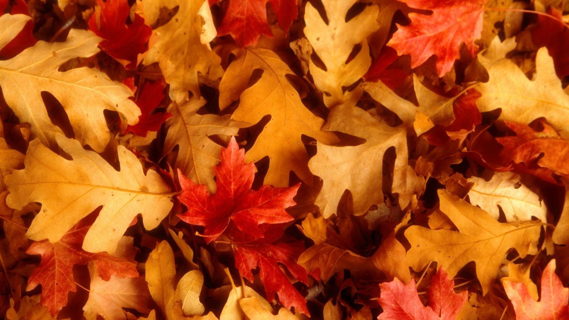 1920x1080 Cute Fall Desktop Background