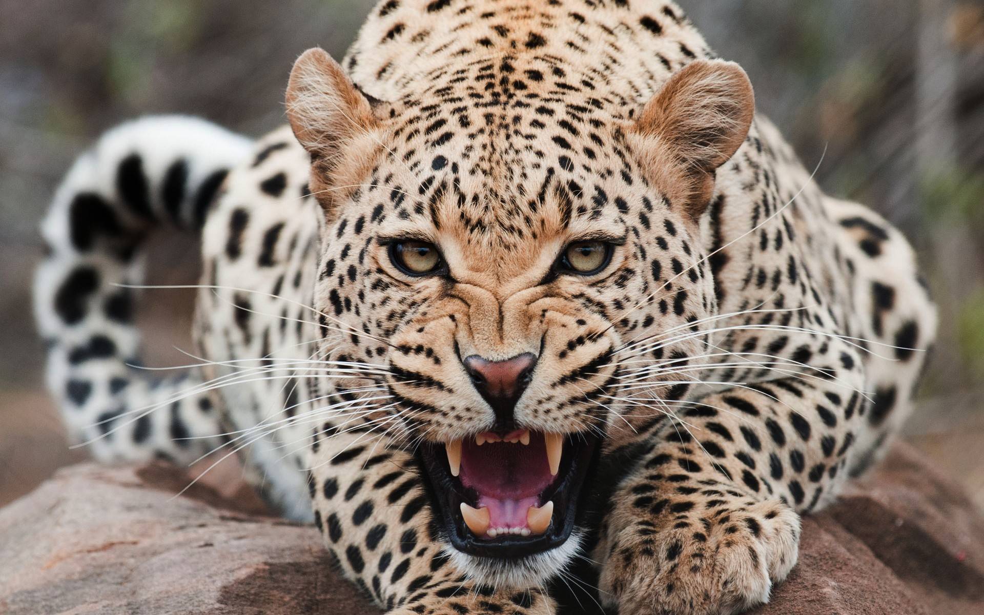 1920x1200 Beautiful Leopard wallpaperx1200