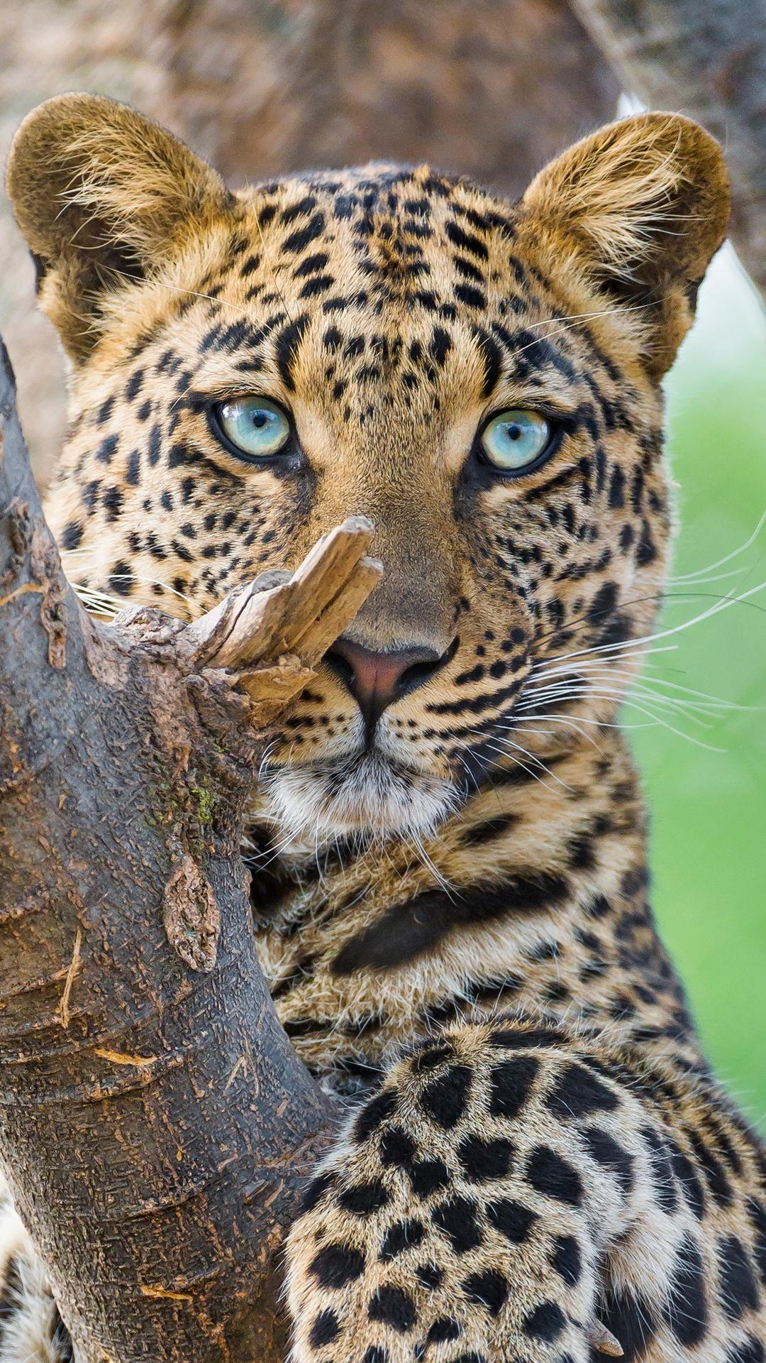 Beautiful Leopard Wallpapers - Top Free Beautiful Leopard Backgrounds ...