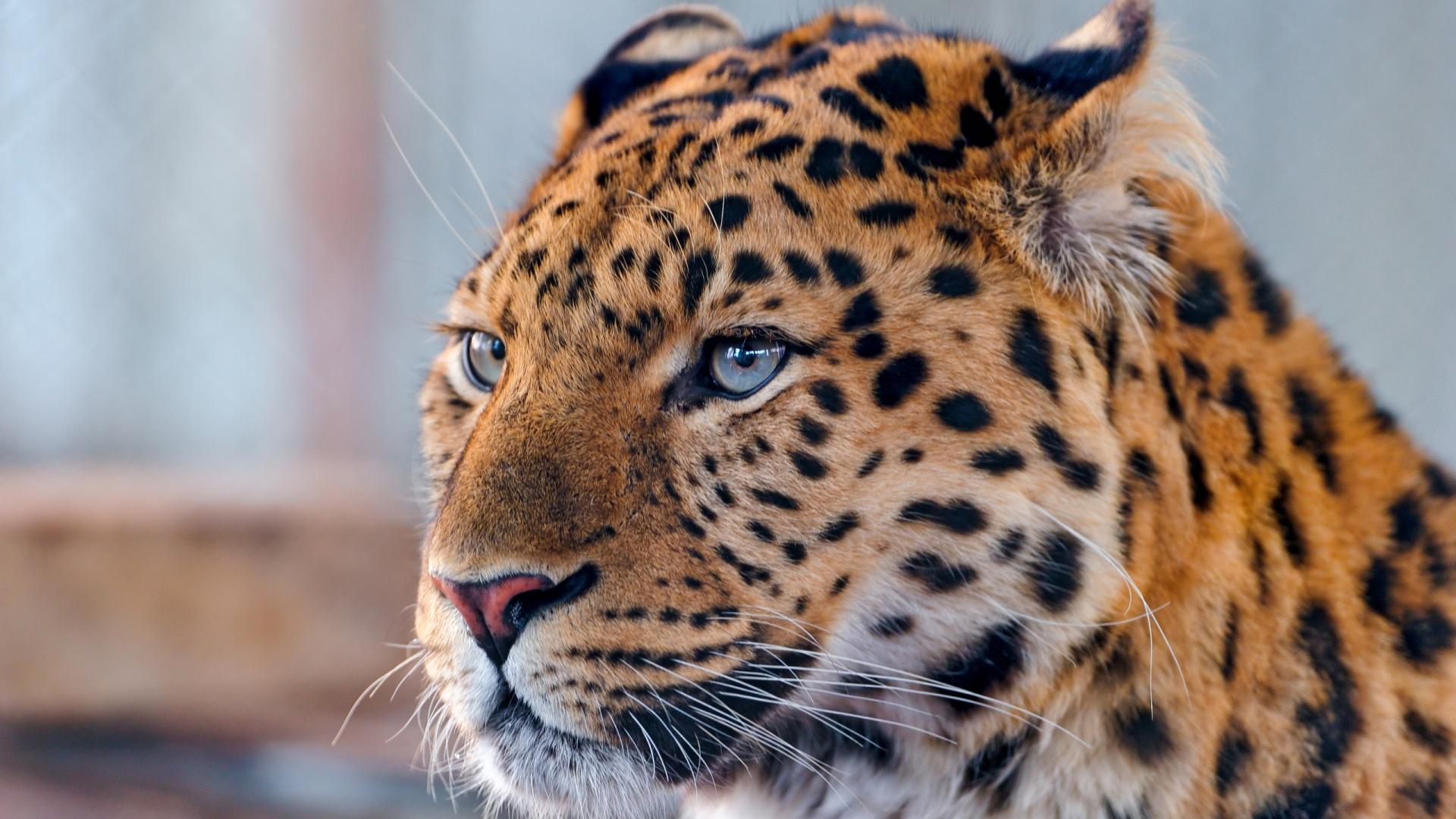 1920x1080 Leopard Wallpaper HD