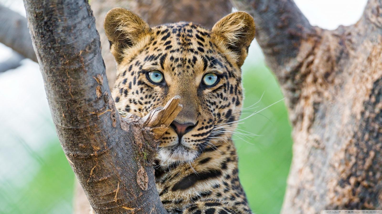 1600x900 Beautiful Leopard Ultra HD Desktop Background Wallpaper for 4K UHD TV : Widescreen & UltraWide Desktop & Laptop : Tablet