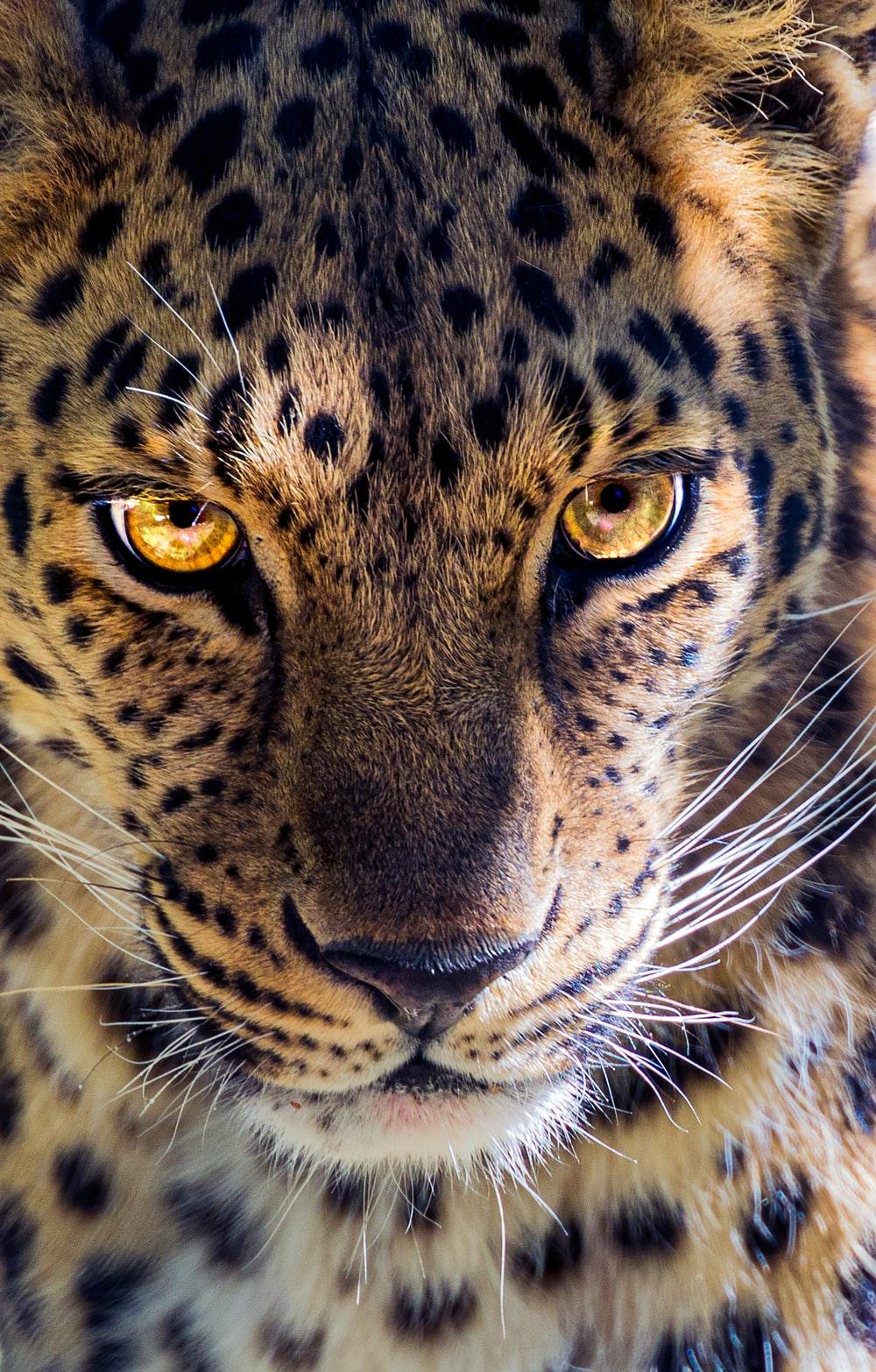 1000x1566 Leopard Picture. Download Free Image