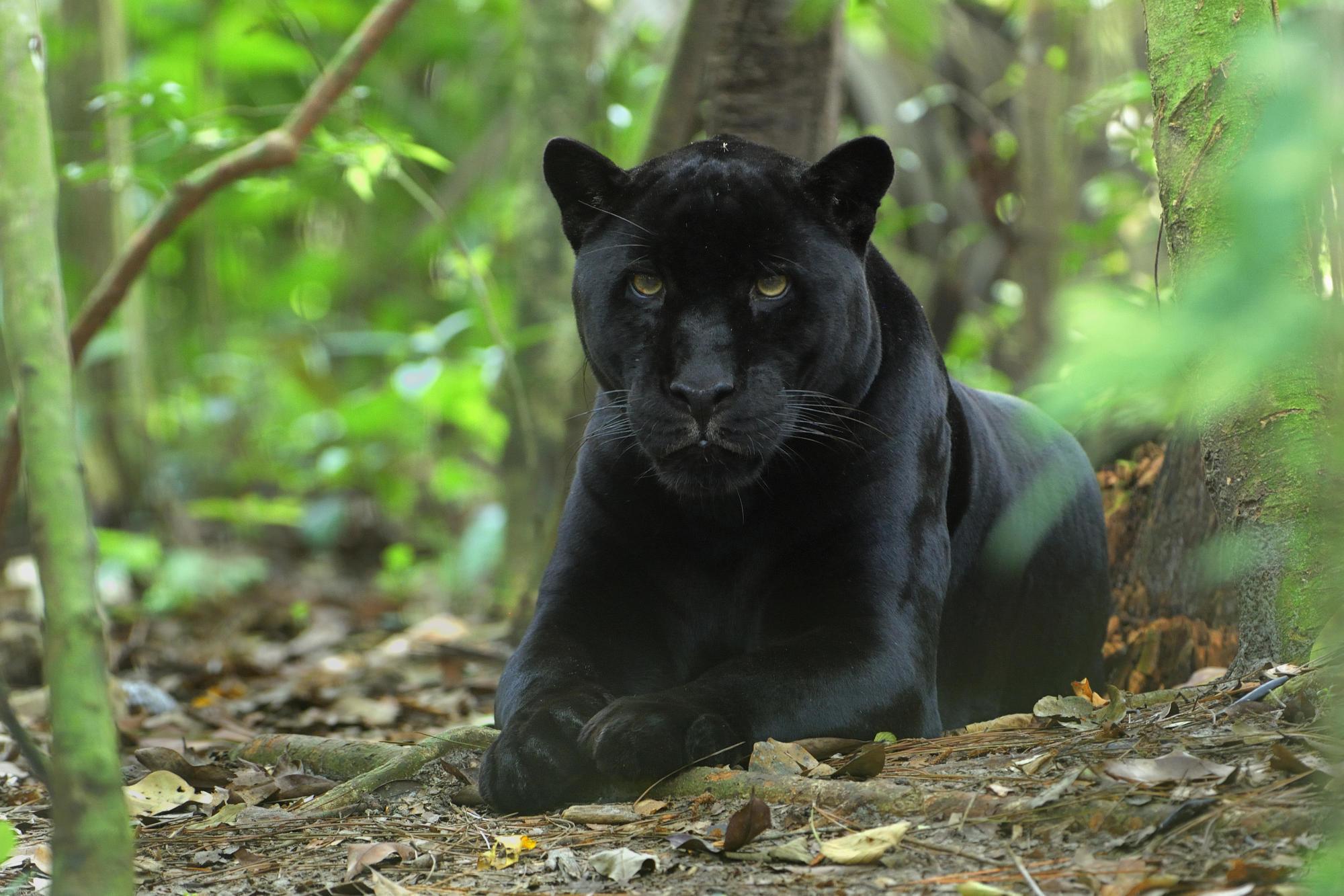 2000x1333 Black Leopard