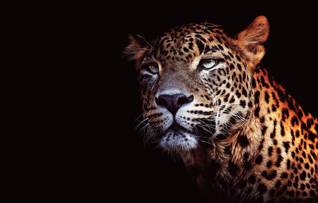 1332x850 Wallpaper Cat, Eyes, Look, Face, Close Up, Portrait, Leopard, Black Background, Wild Cat, Handsome Image For Desktop, Section кошки
