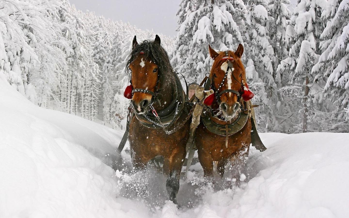 1440x900 Sleigh Rides. The Woodstock Inn and Resort