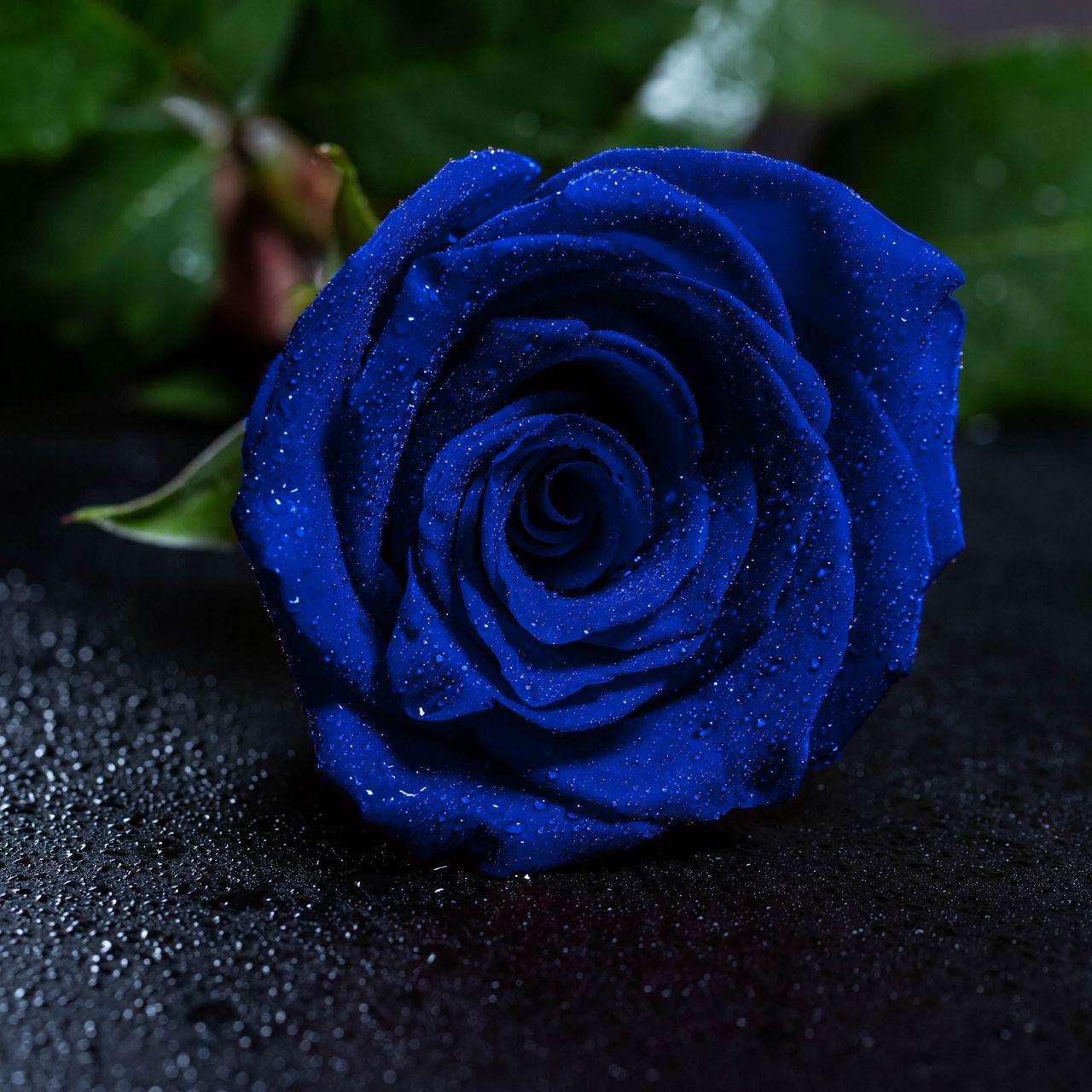 Blue Rose Garden Wallpapers Top Free Blue Rose Garden Backgrounds
