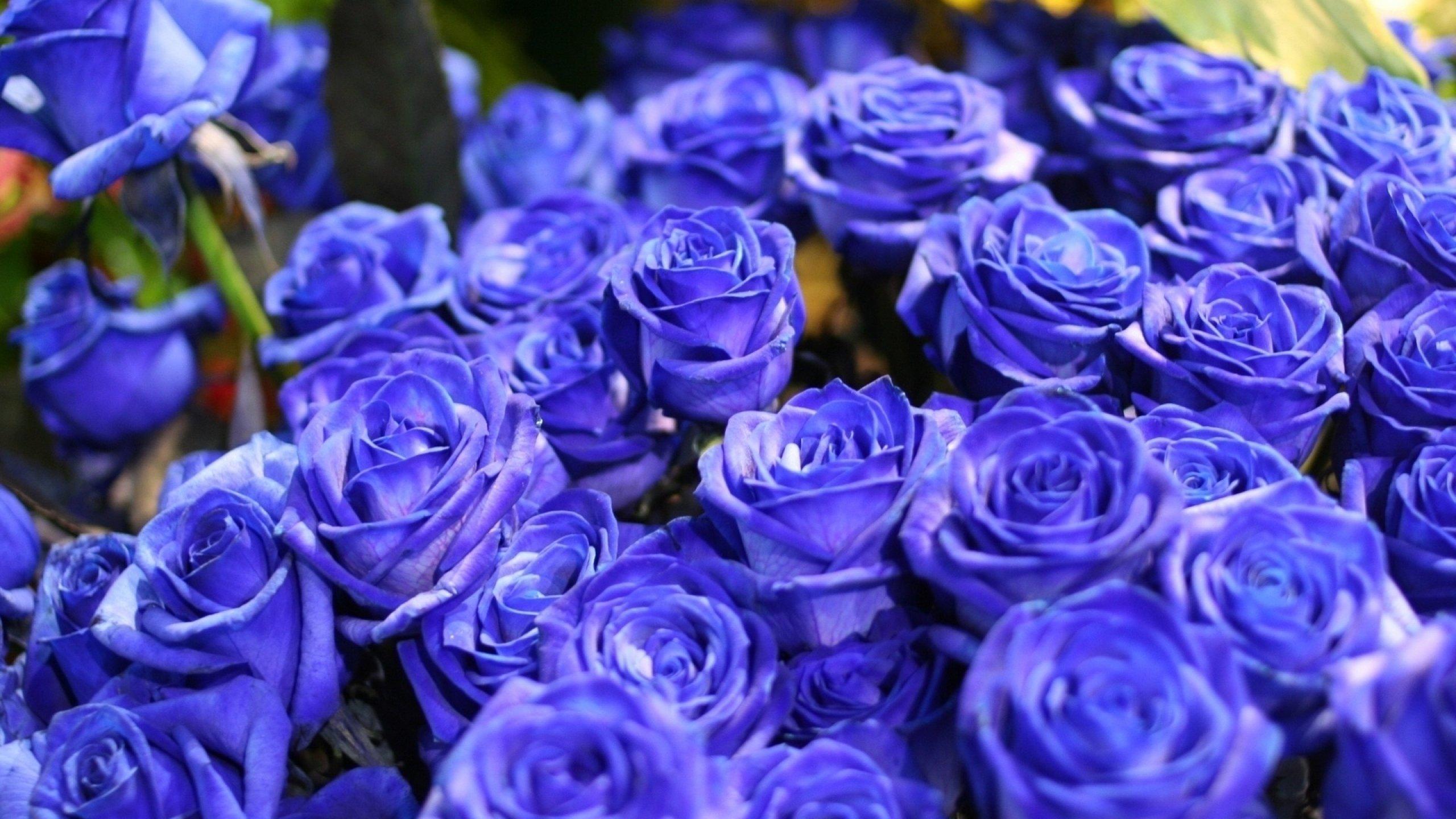 Blue Rose Garden Wallpapers Top Free Blue Rose Garden Backgrounds