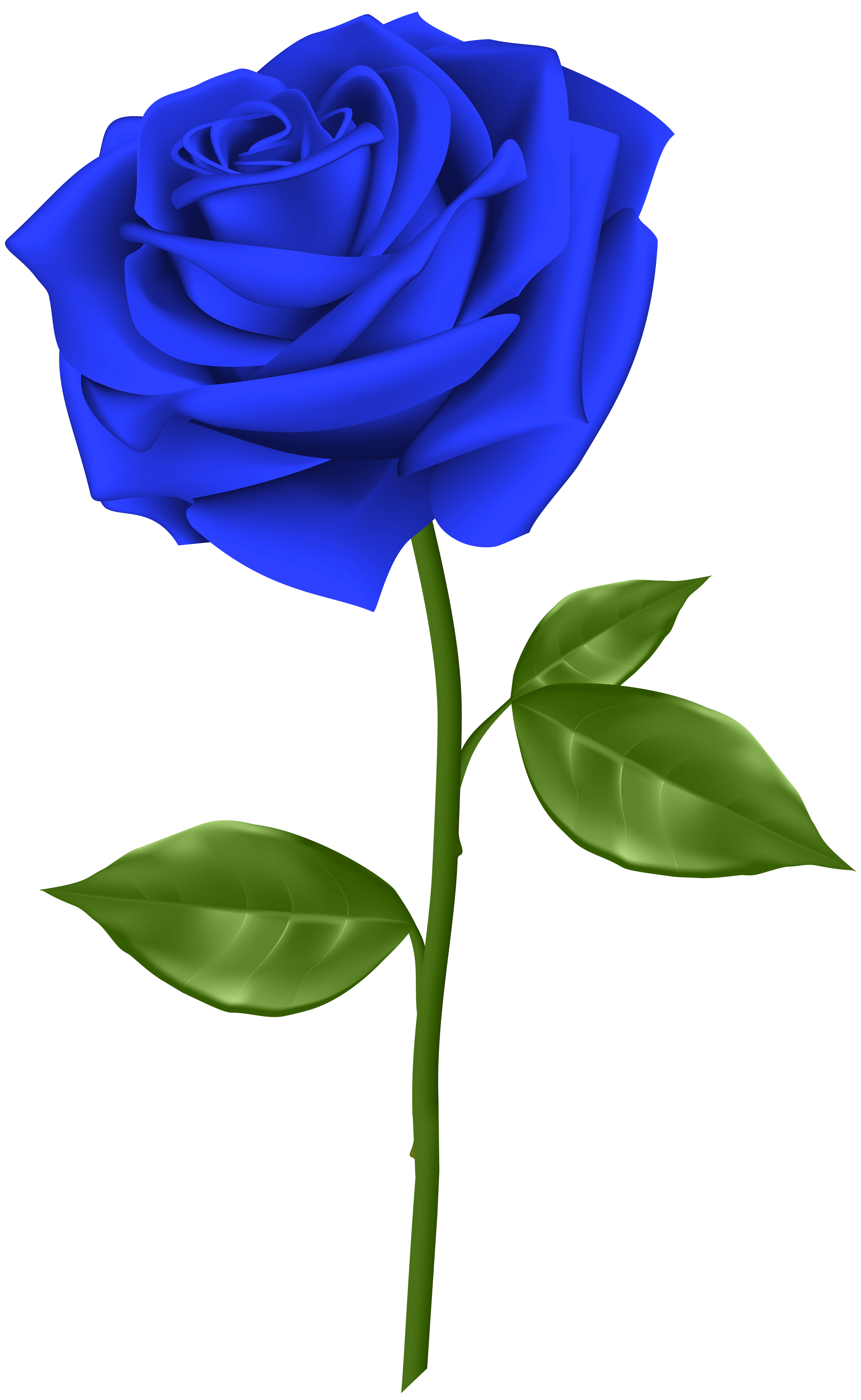 3689x6000 Blue Rose Transparent PNG Clip Art​-Quality Image and Transparent PNG Free Clipart