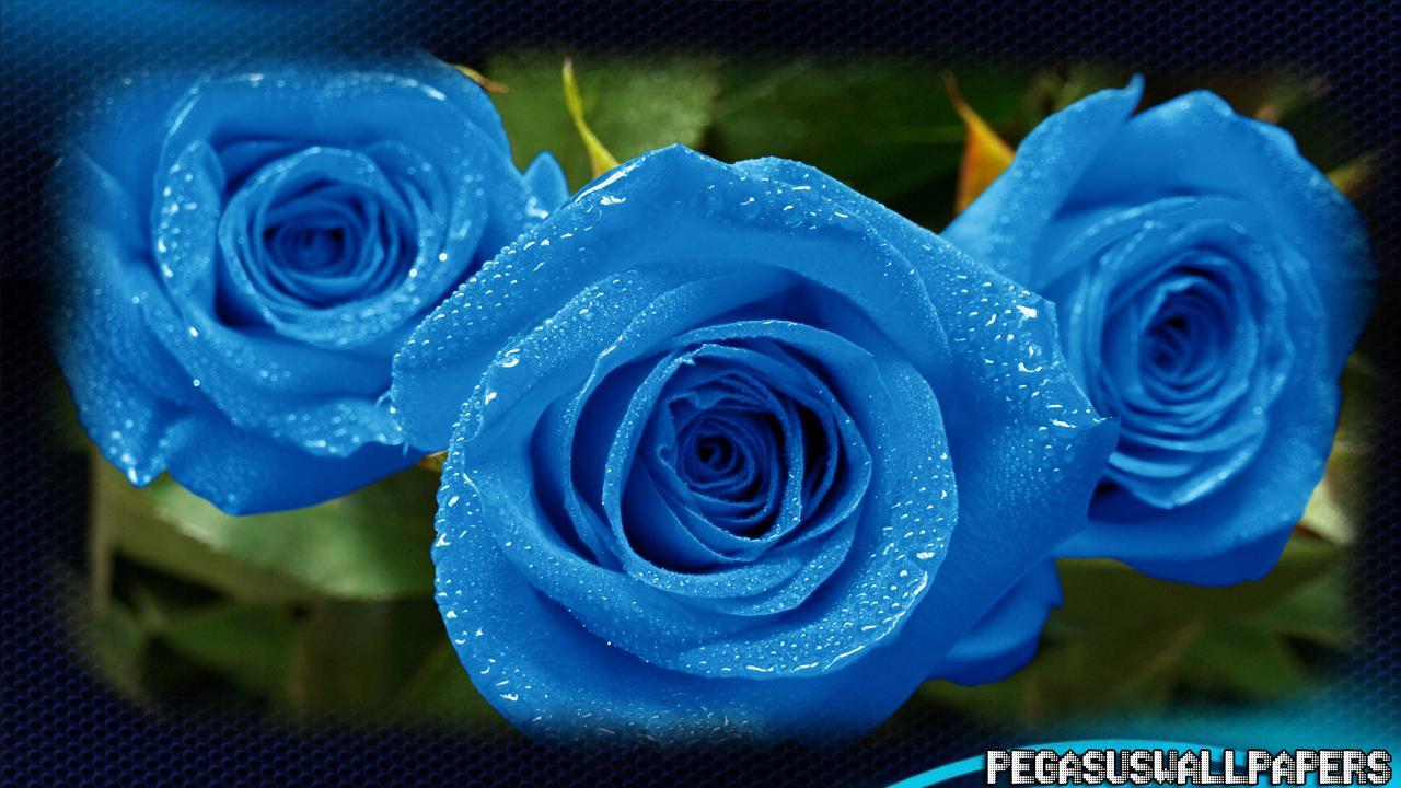 Blue Rose Garden Wallpapers - Top Free Blue Rose Garden Backgrounds ...