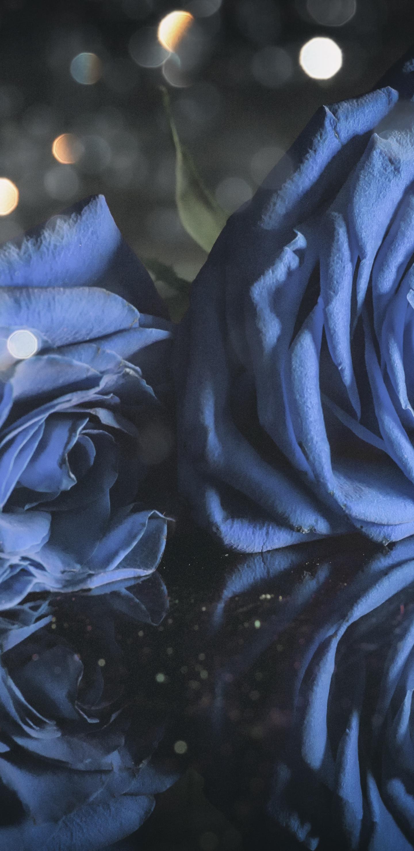 Breathtaking Blue Rose Seeds Image Nature Breathtaking Blue Rose Seeds Image Nature