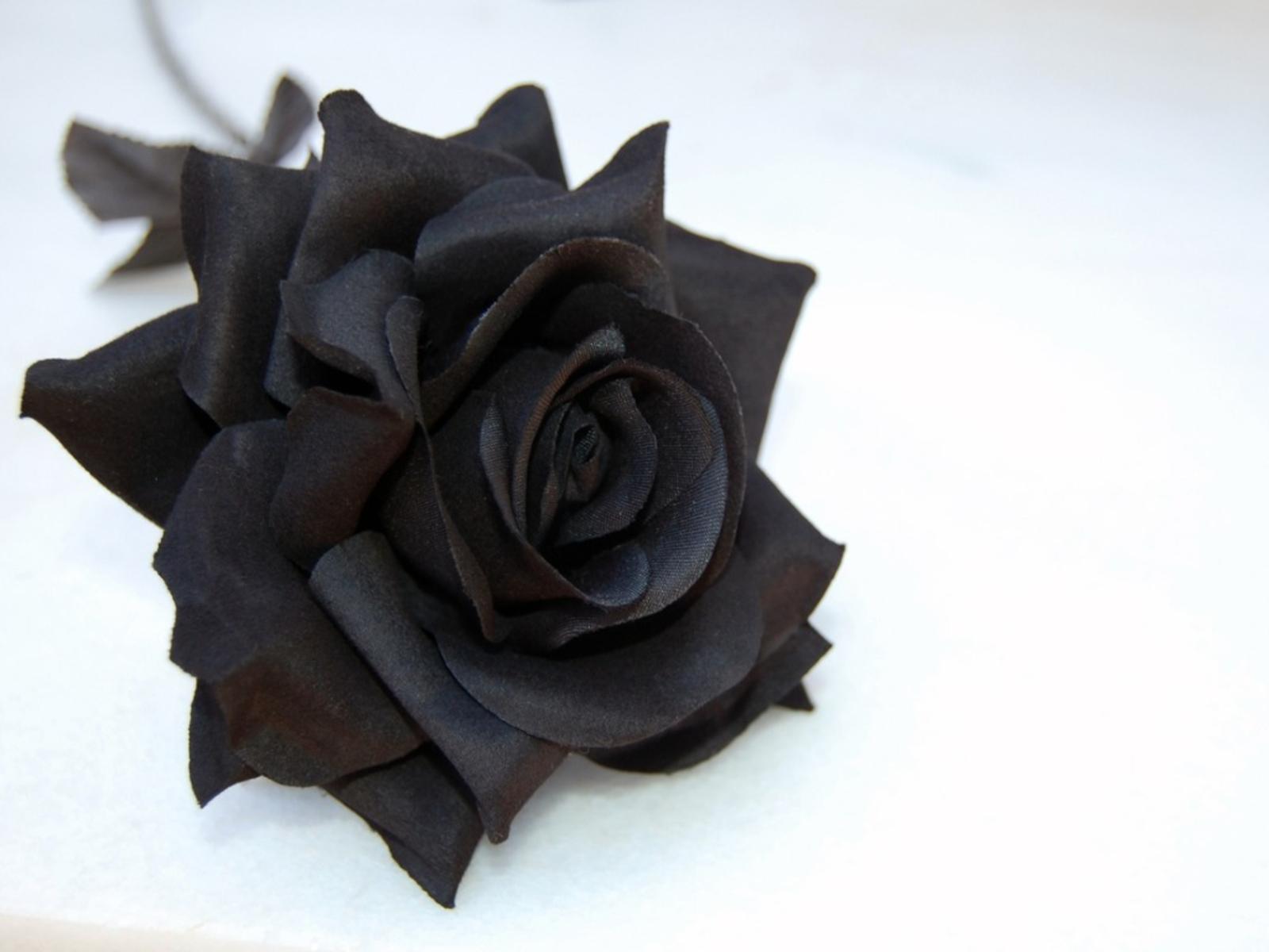 1600x1200 Blue & Black Roses: Do Black Roses Exist? Do Blue Roses Exist?