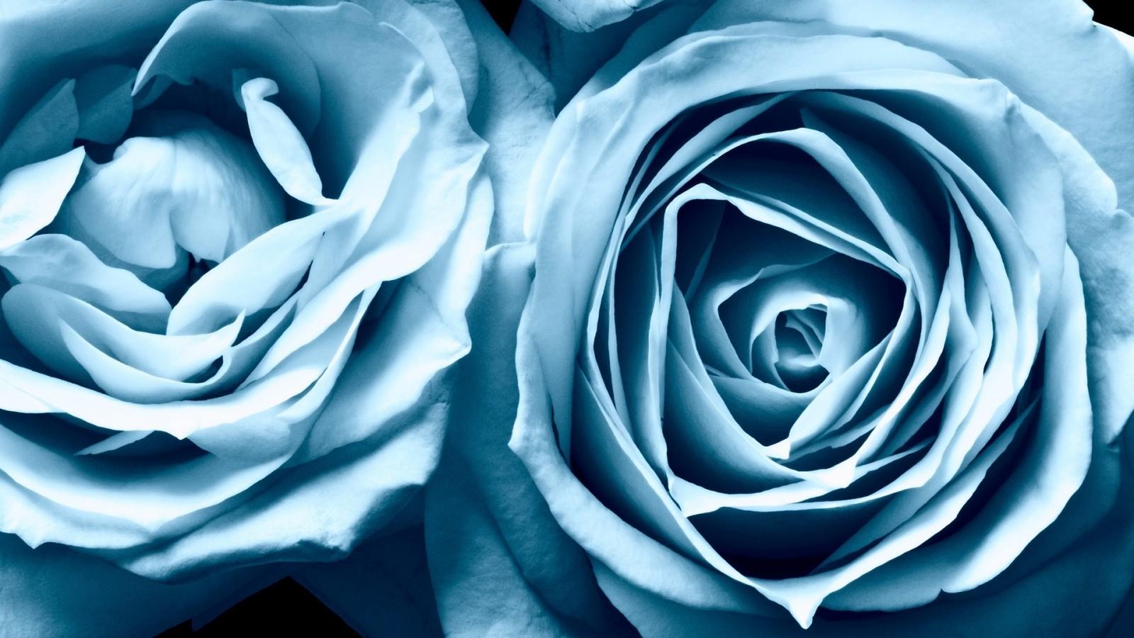 1600x900 monochrome, flowers, blue, rose, blue rose, flower, plant, petal, computer wallpaper, black and white, land plant, flowering plant, macro photography, garden roses, rose family, rose order, floribunda High quality walls