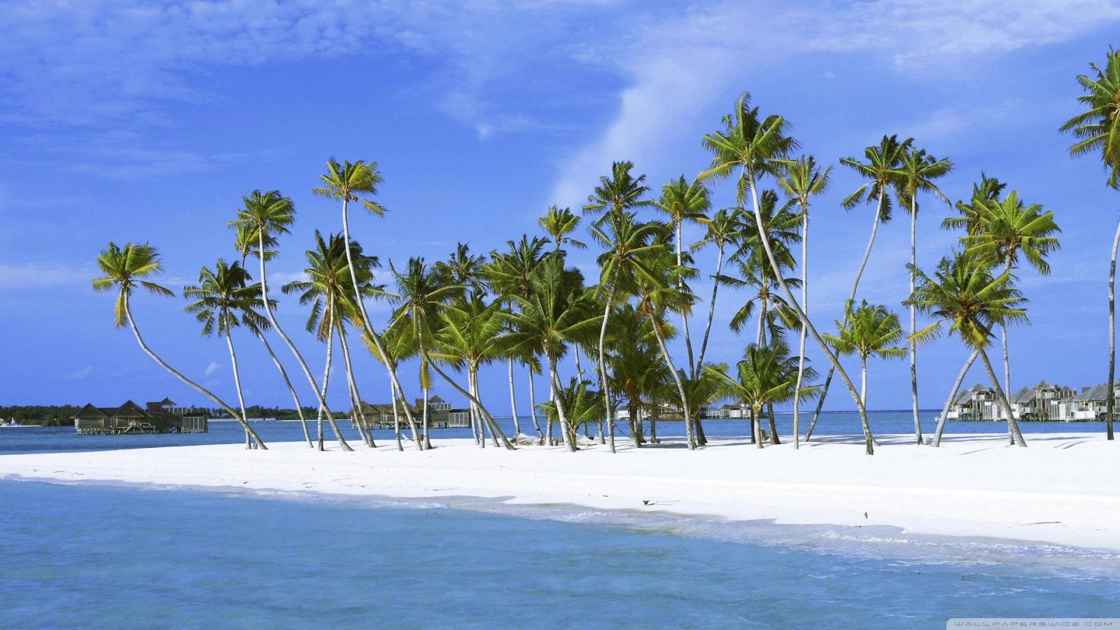 1600x900 Palm Trees On Island, Maldives, Indian Ocean Ultra HD Desktop Background Wallpaper for 4K UHD TV : Widescreen & UltraWide Desktop & Laptop
