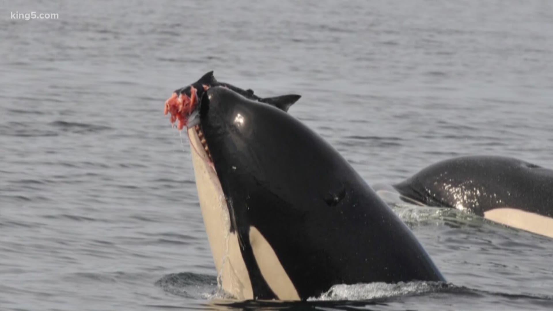 1920x1080 Boat Free Zone To Protect Orcas Expands Near San Juan Island