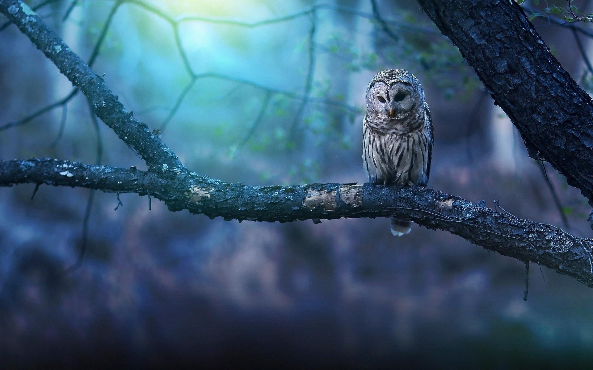 1920x1200 Owl Wallpaper