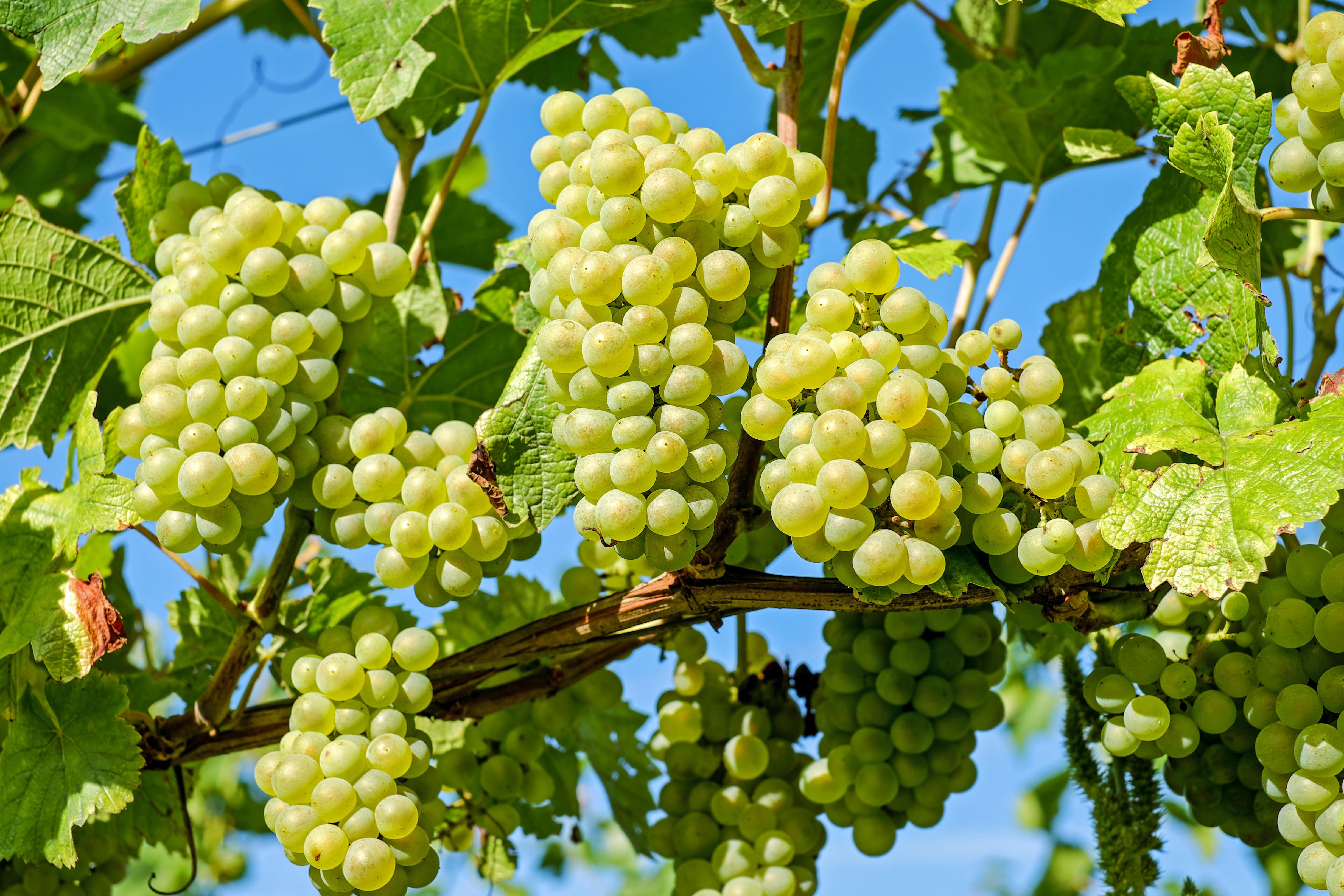 Grape Vine Wallpapers - Top Free Grape Vine Backgrounds - WallpaperAccess