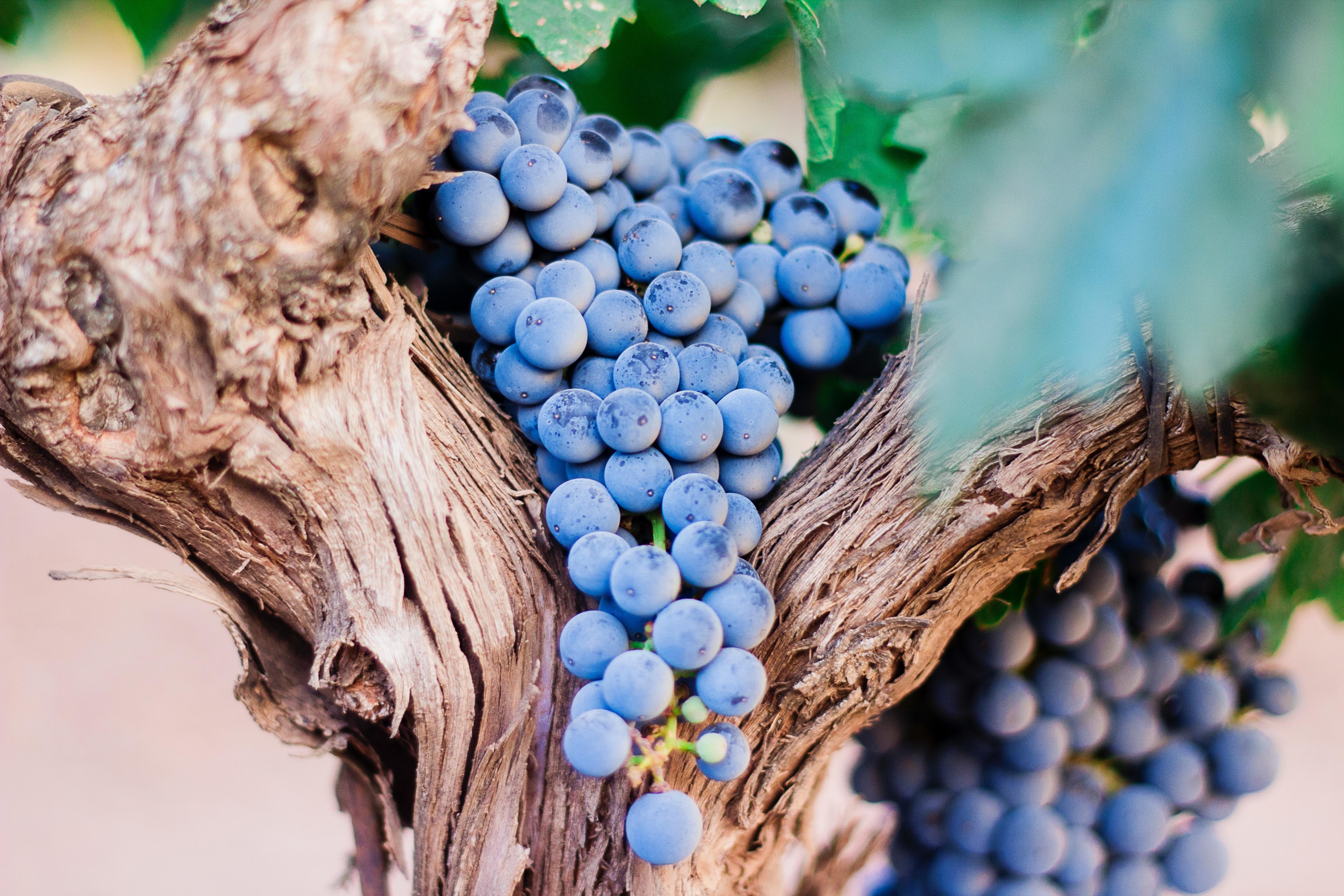 5184x3456 5184x3456 #vineyard, #tree, #grapes, #wine, #blue, #vine, #grape, #uva, #spain, #bark, #comida, #purple, #leaf, #Free picture, #harvest, #crops, #food, #wood, #fruit, #vendimium, #nature. Mocah HD Wallpaper