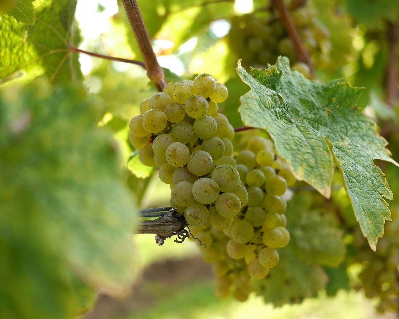 1280x1024 Desktop Wallpaper Green Grapes, Vine, Leaf, HD Image, Picture, Background, Eiq6ie