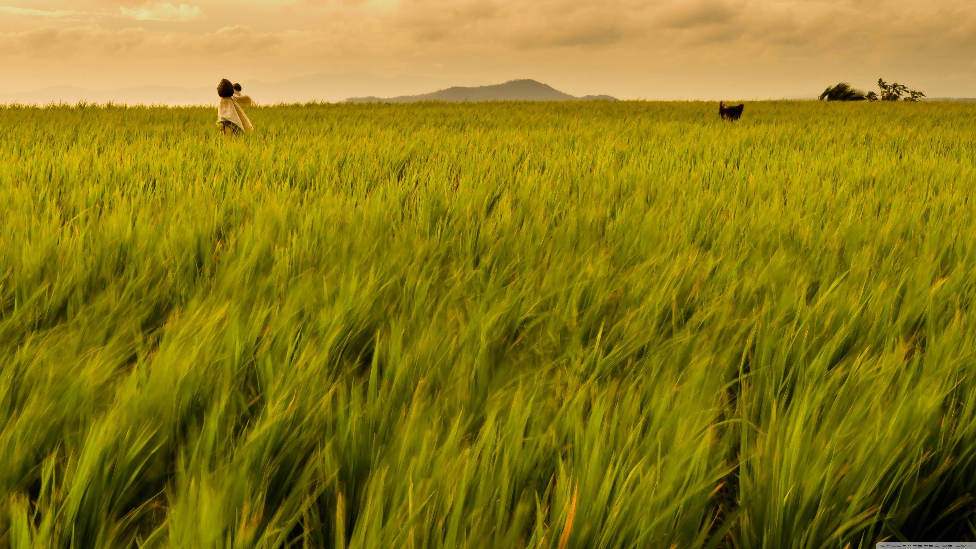 3840x2160 Rice Field Philippines ❤ 4K HD Desktop Wallpaper for 4K Ultra HD TV