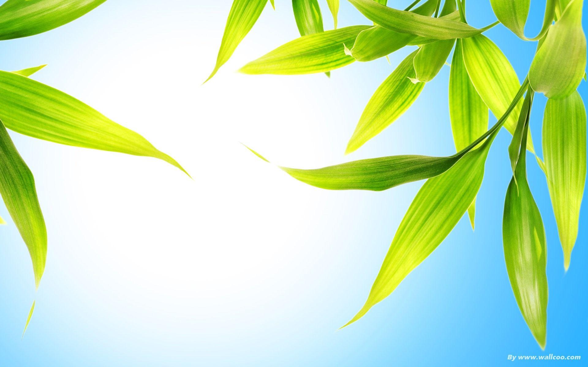 Cool Leaf Wallpapers Top Free Cool Leaf Backgrounds WallpaperAccess