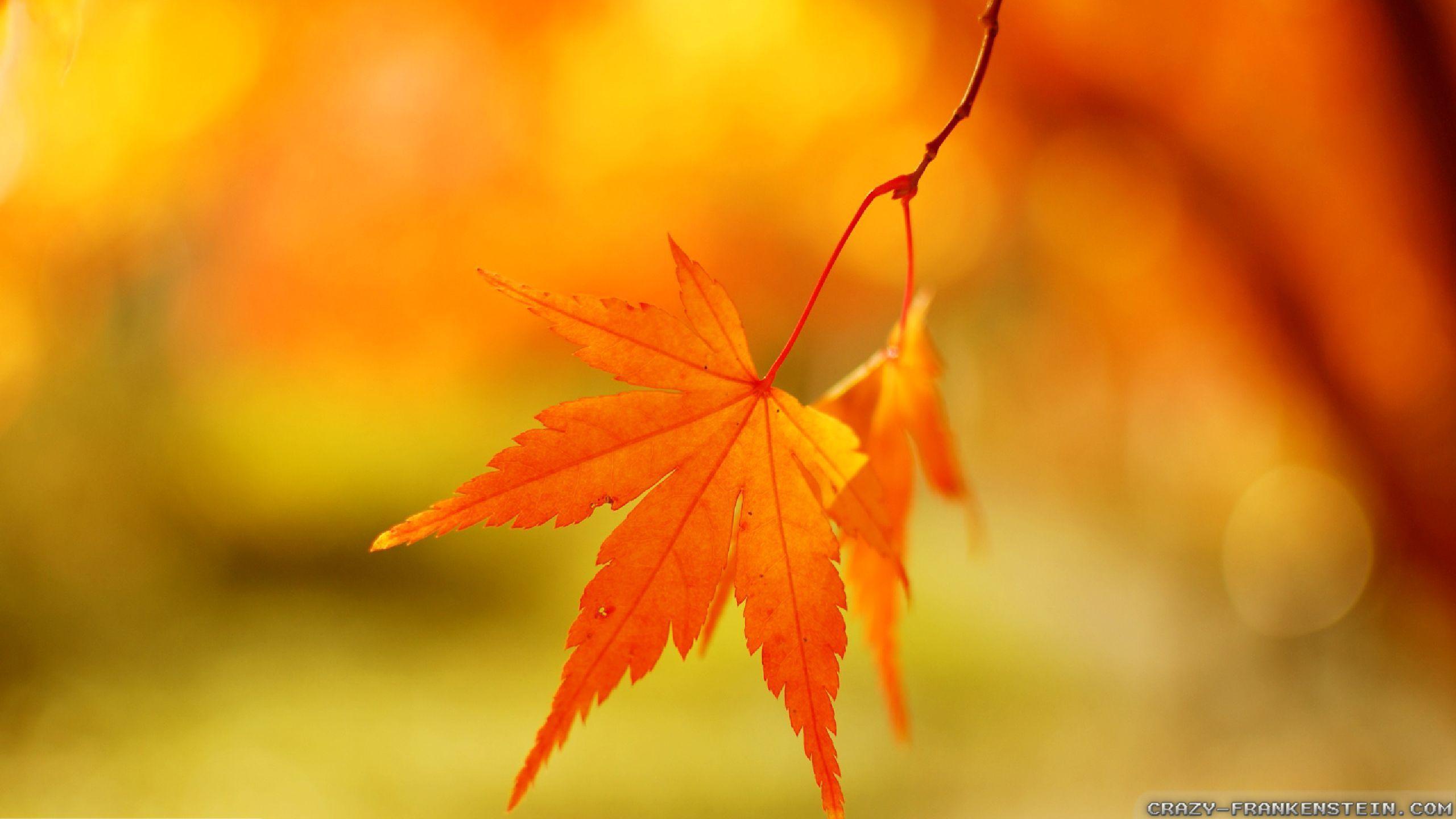 Cool Leaf Wallpapers - Top Free Cool Leaf Backgrounds - WallpaperAccess