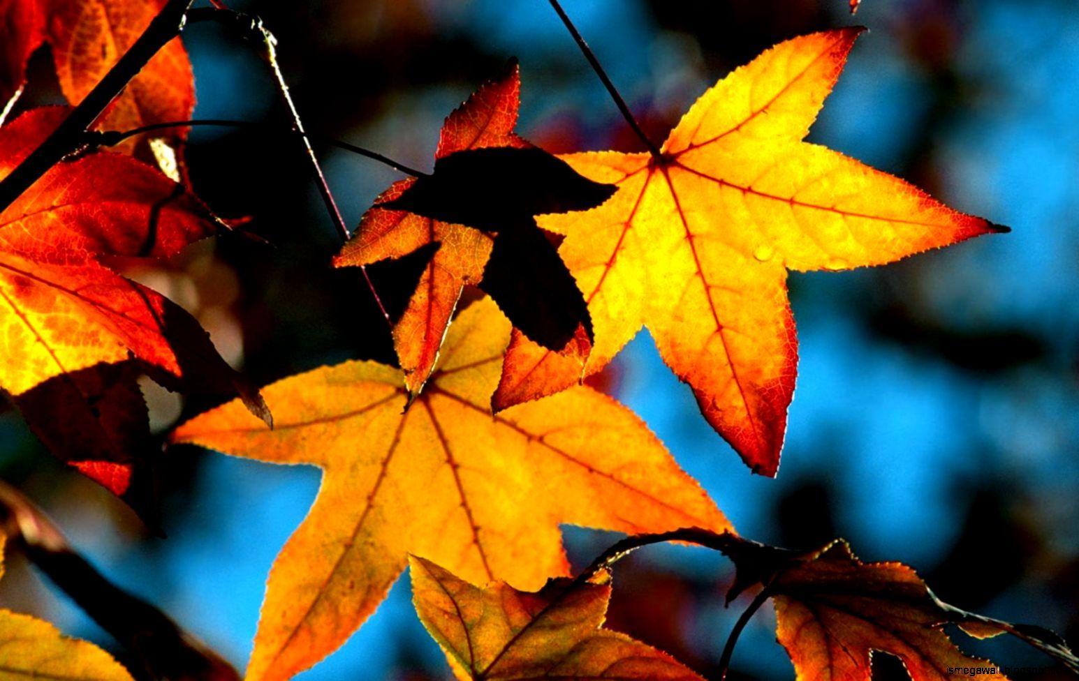1545x976 Autumn Leaf Wallpaper