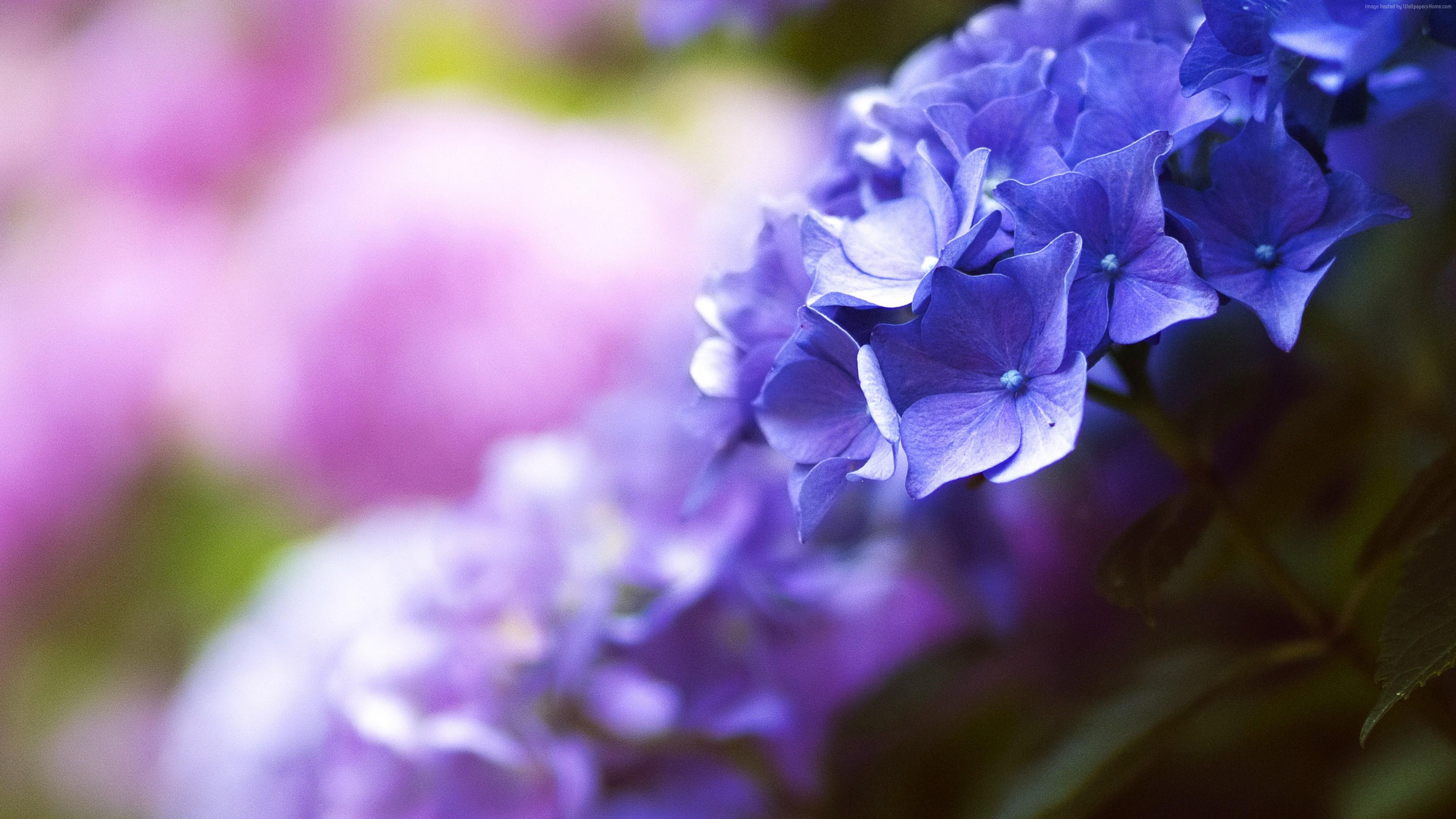 3840x2160 Wallpaper Beautiful flowers, 5k, 4k wallpaper, blue, spring, macro, Nature Wallpaper Download Resolution 4K Wallpaper