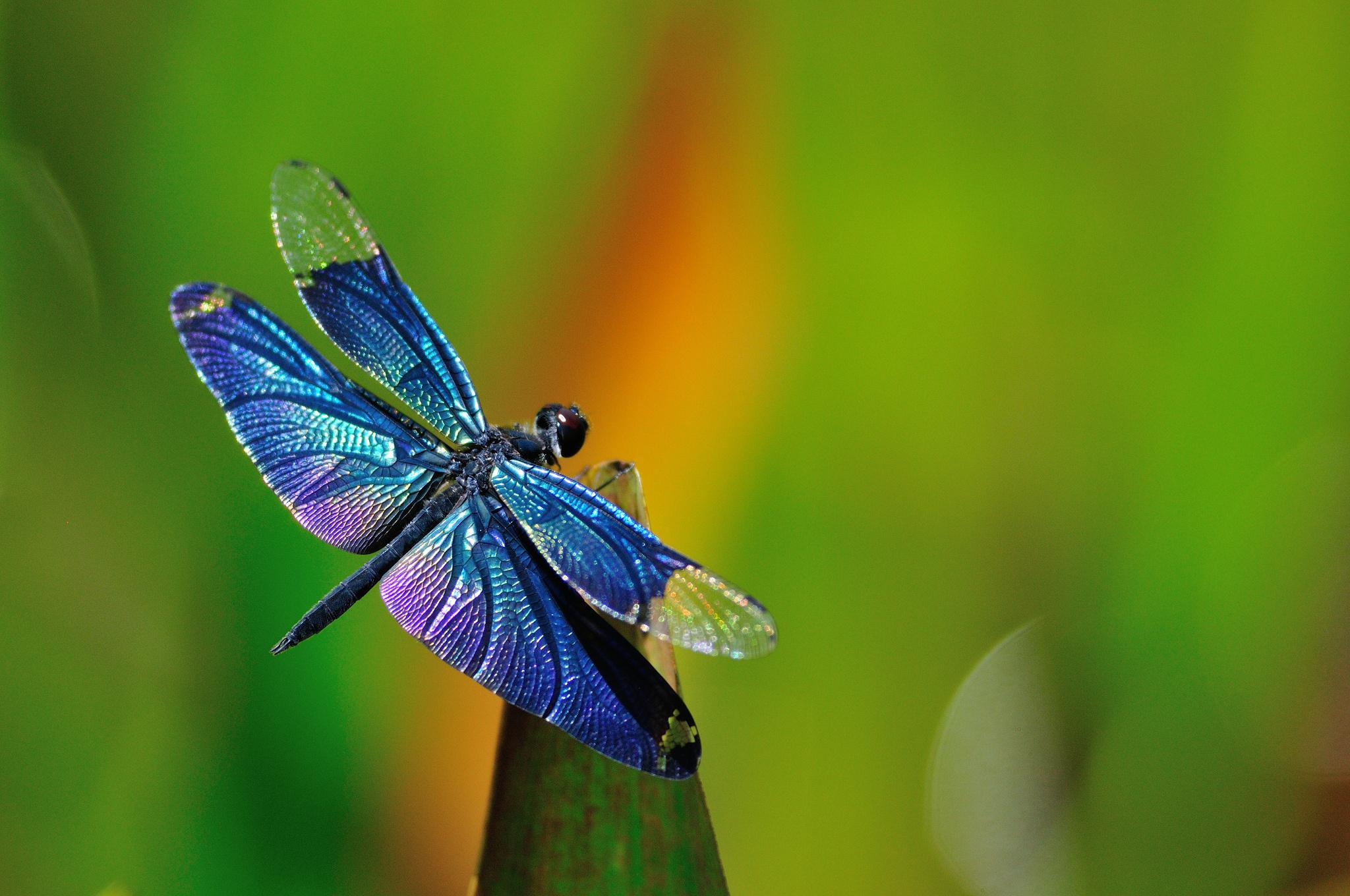 2048x1360 dragonfly background