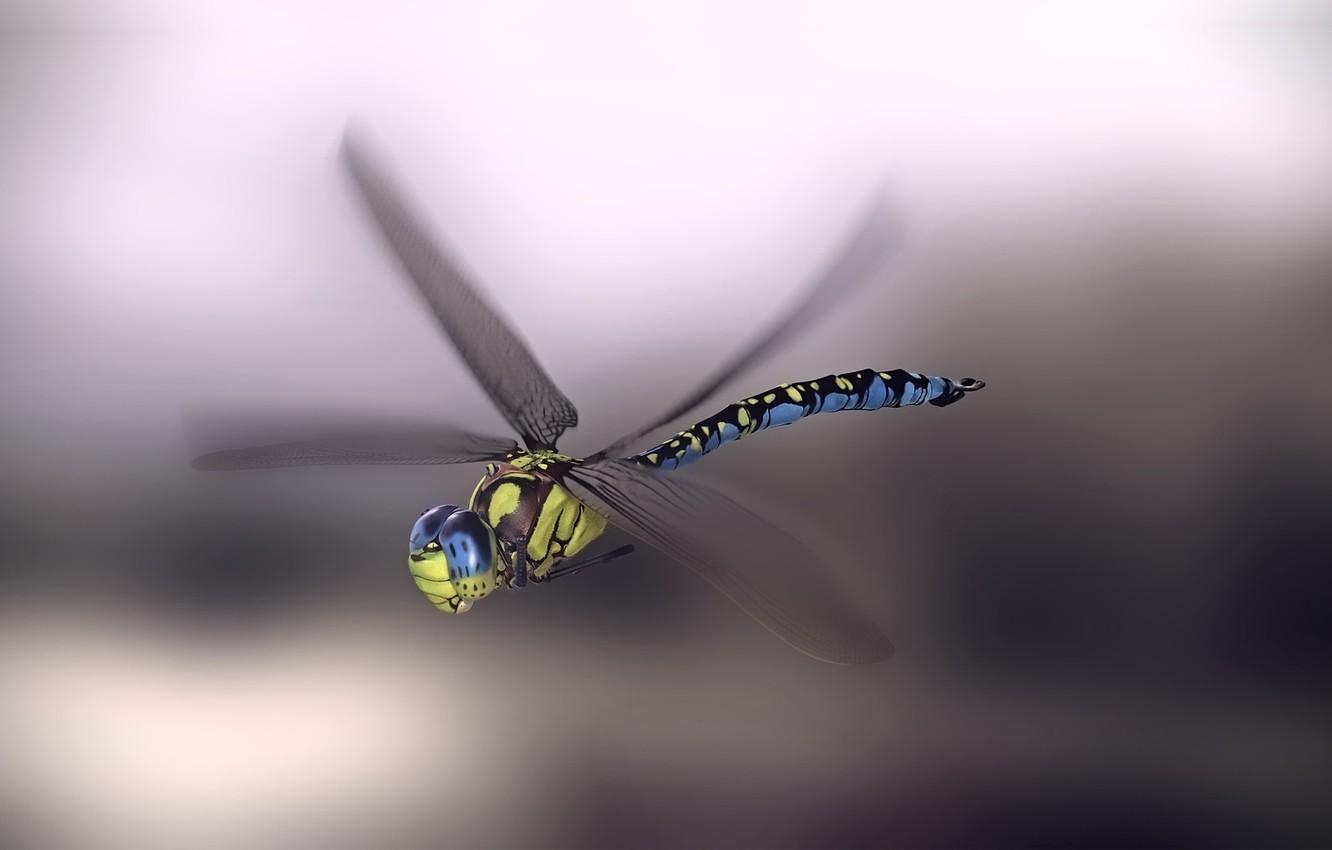 1332x850 Wallpaper dragonfly, art, monteillard damien, Blue emperor dragonfly image for desktop, section рендеринг