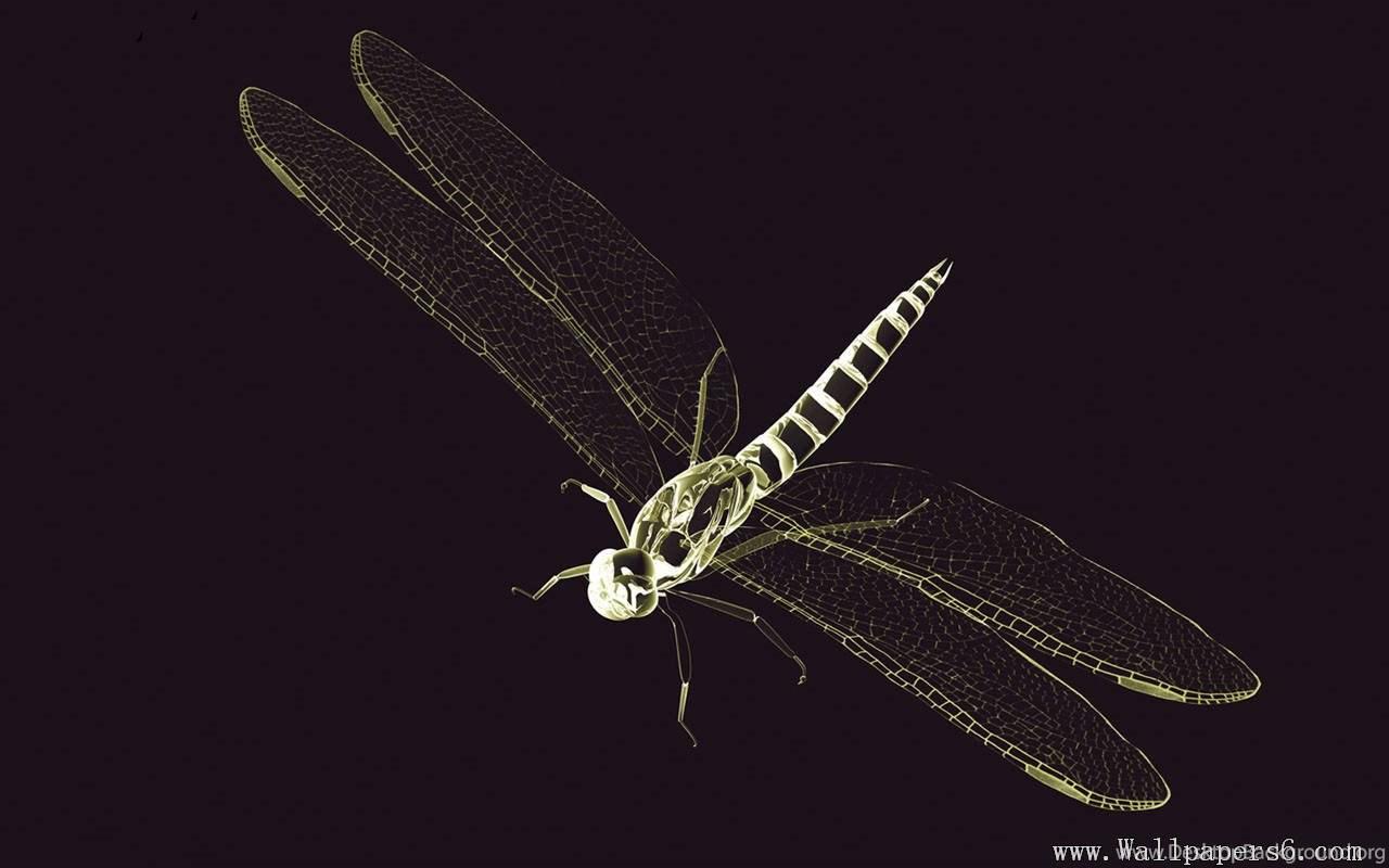 1280x800 X Ray World dragonfly － 3D Digital Art Wallpaper Free Download. Desktop Background