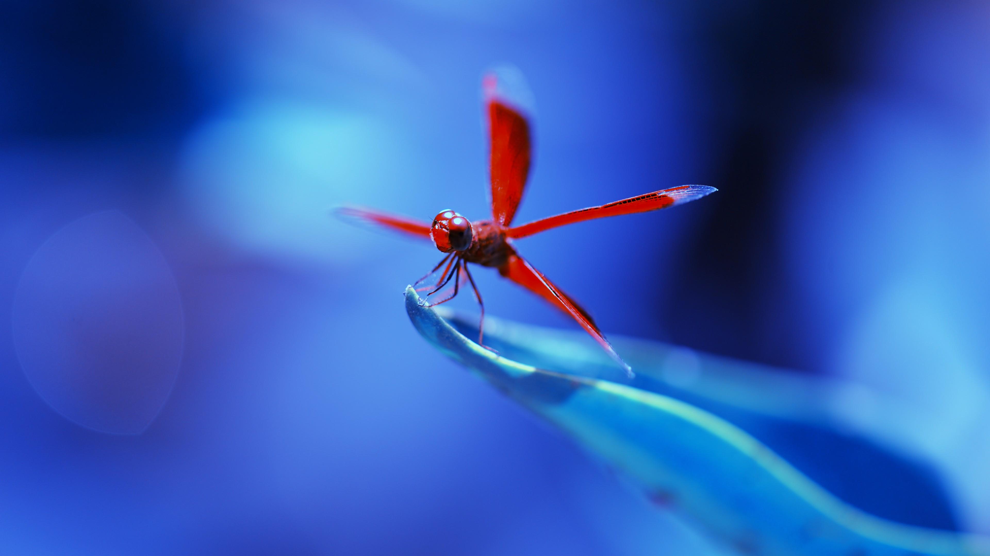3840x2160 HD Wallpaper for theme: dragonfly HD wallpaper, background