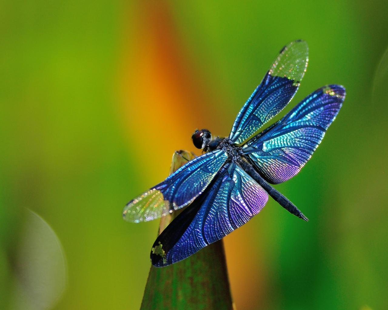 1280x1024 dragonfly wallpaper HD