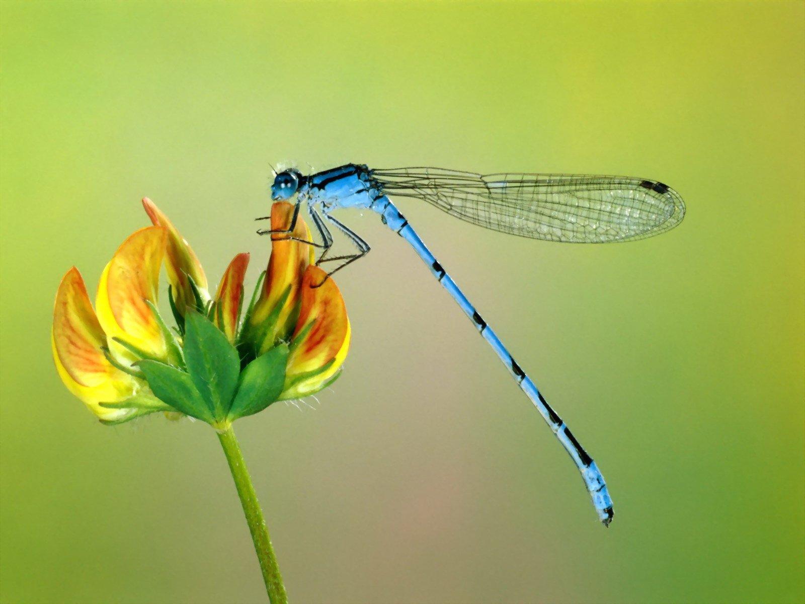 1600x1200 Dragonfly HD Wallpaper and Background Image