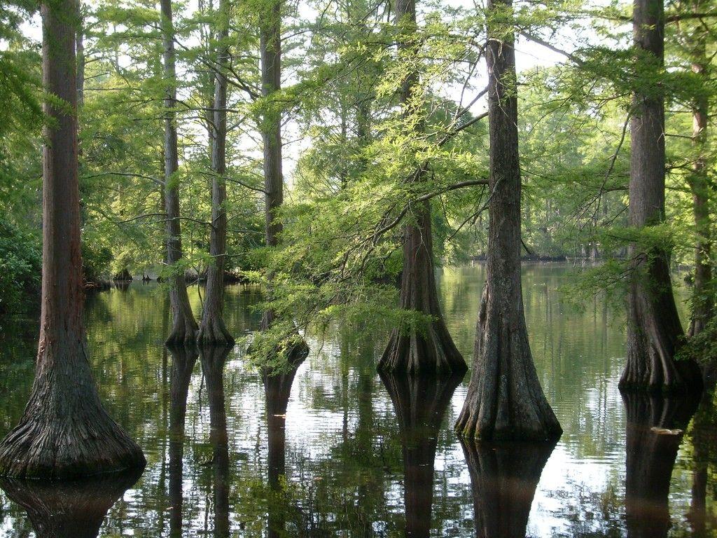 louisiana-phone-wallpapers-top-free-louisiana-phone-backgrounds