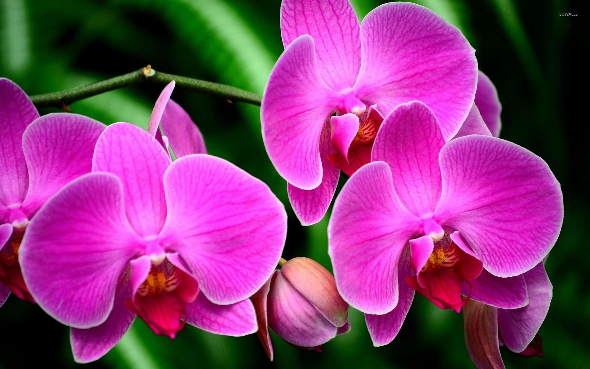 1920x1200 Purple orchids [3] wallpaper wallpaper
