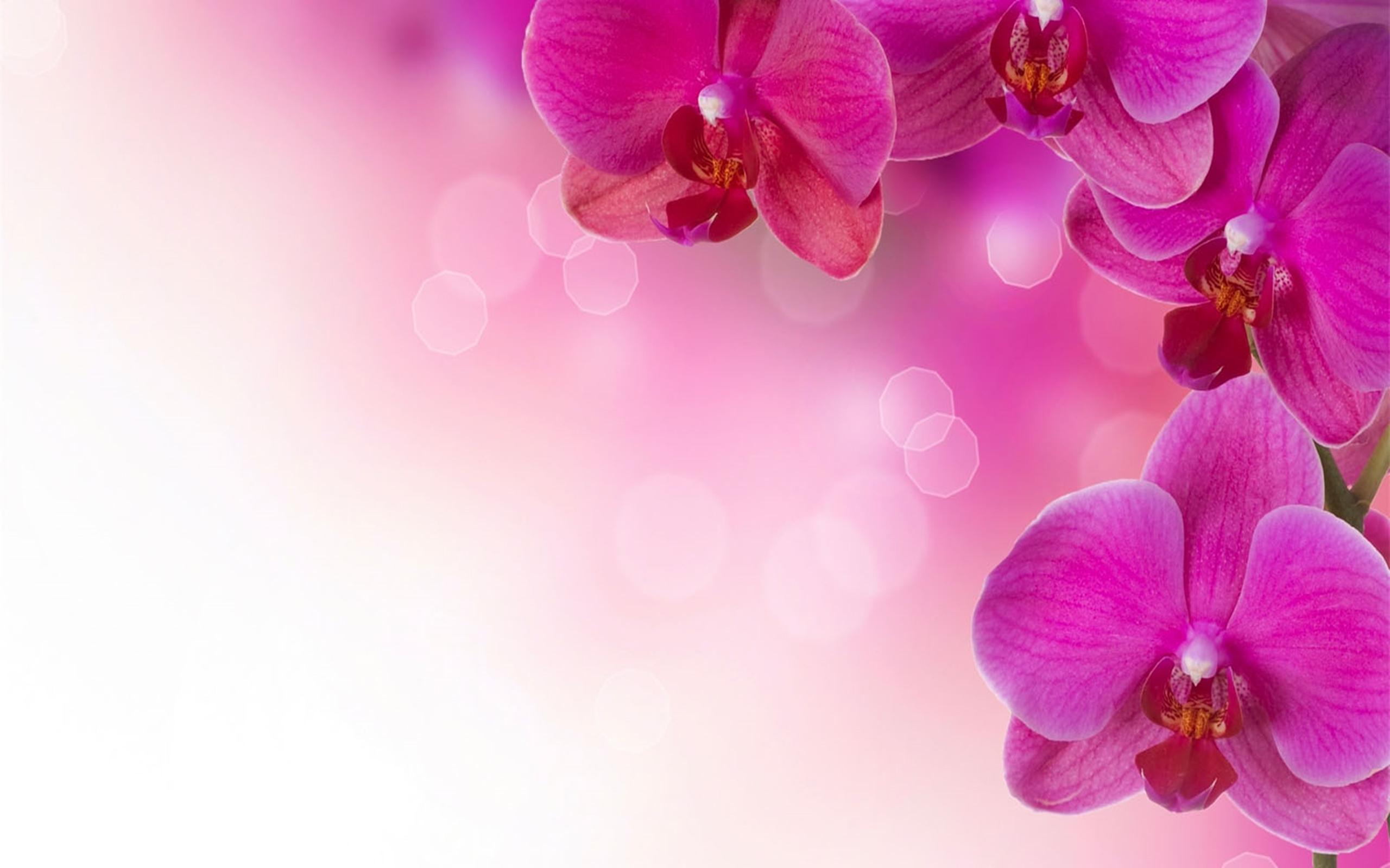 2560x1600 Beautiful Purple Orchid Flowers HD Wallpaper 964 :