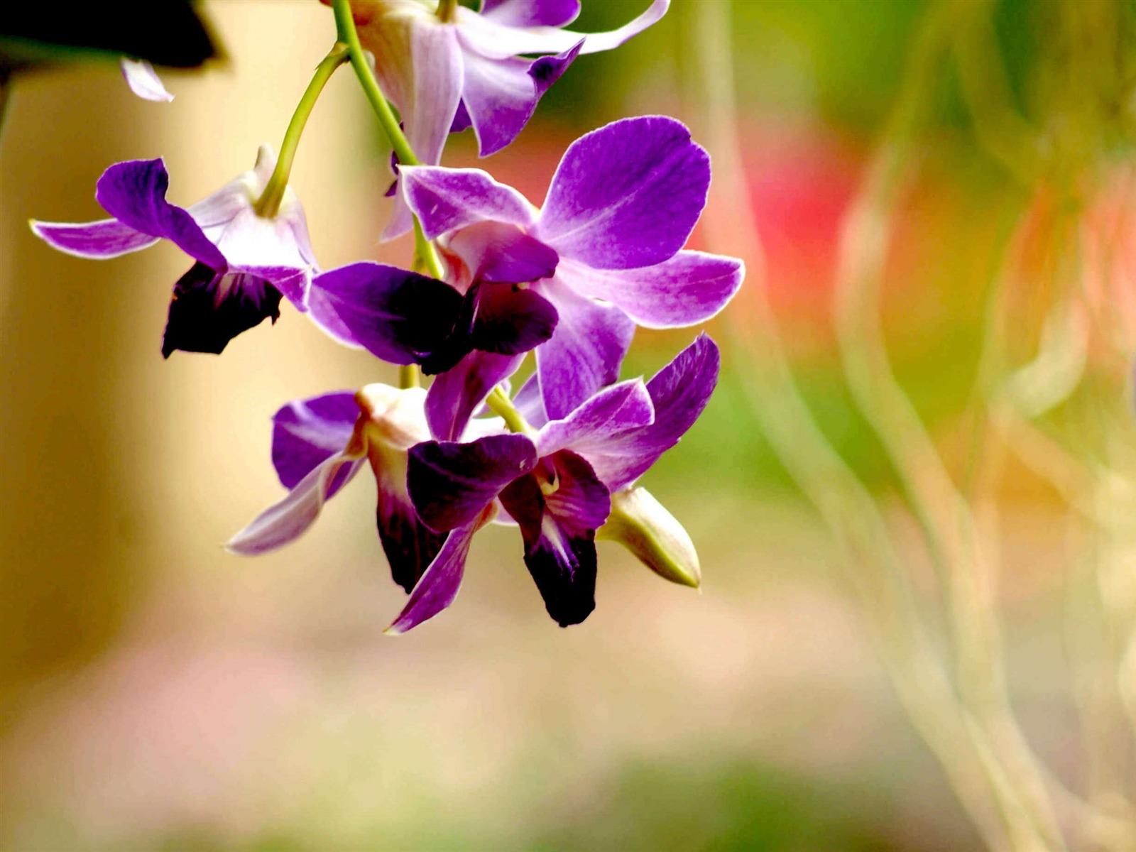 1600x1200 Best Purple Orchid Flower Photography Wallpaper