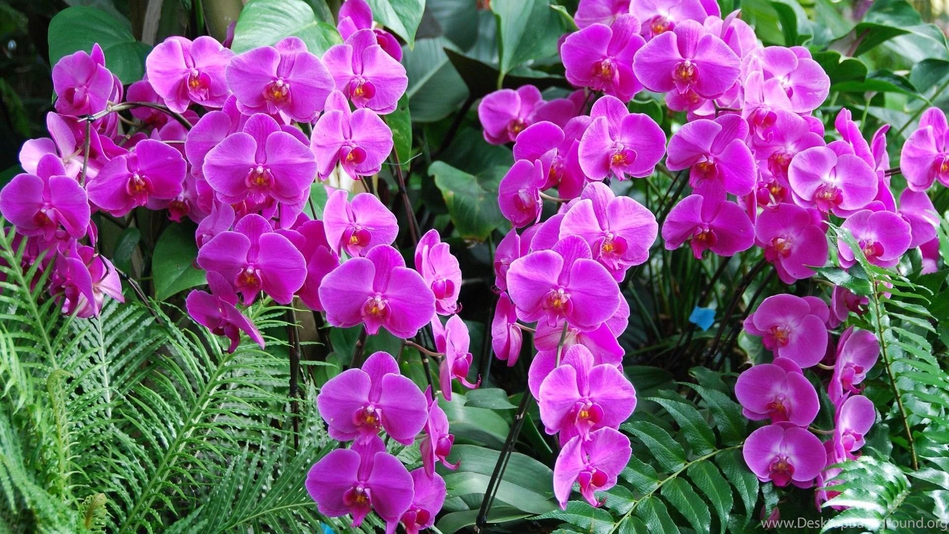 1920x1080 Purple Orchids Wallpaper Flower Wallpaper Desktop Background