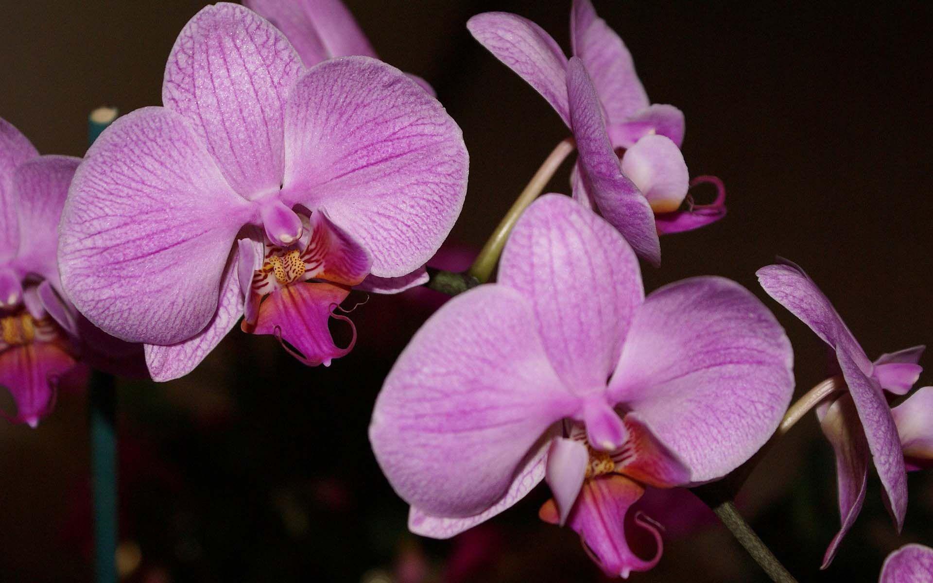 1920x1200 Purple Orchid. HD Flowers Wallpaper for Mobile and Desktop