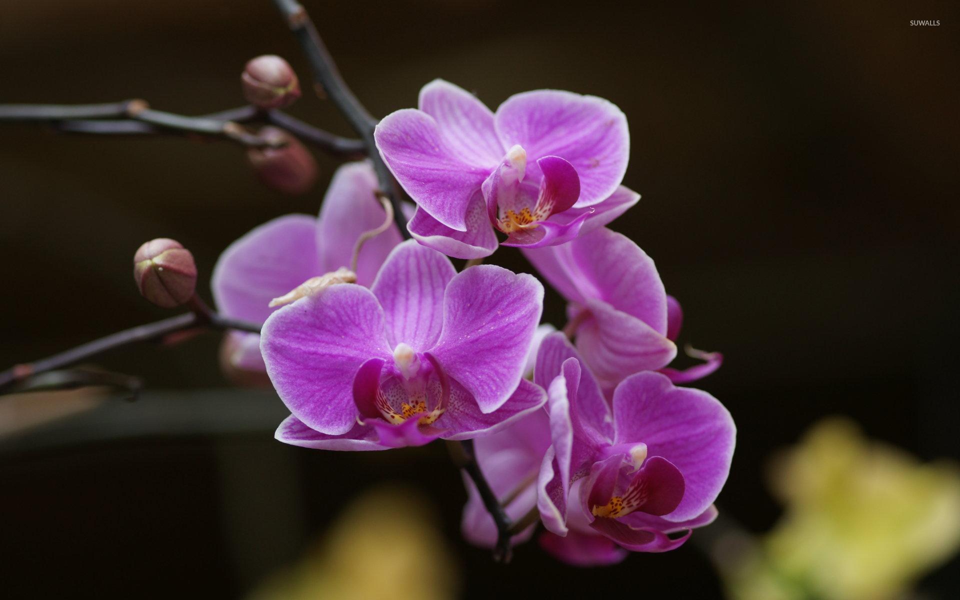 1920x1200 Purple orchids wallpaper wallpaper