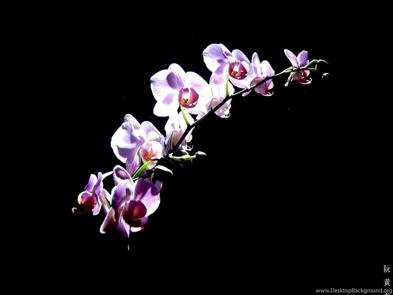1280x960 Nice Purple Orchid Flower HD Wallpaper Desktop Background